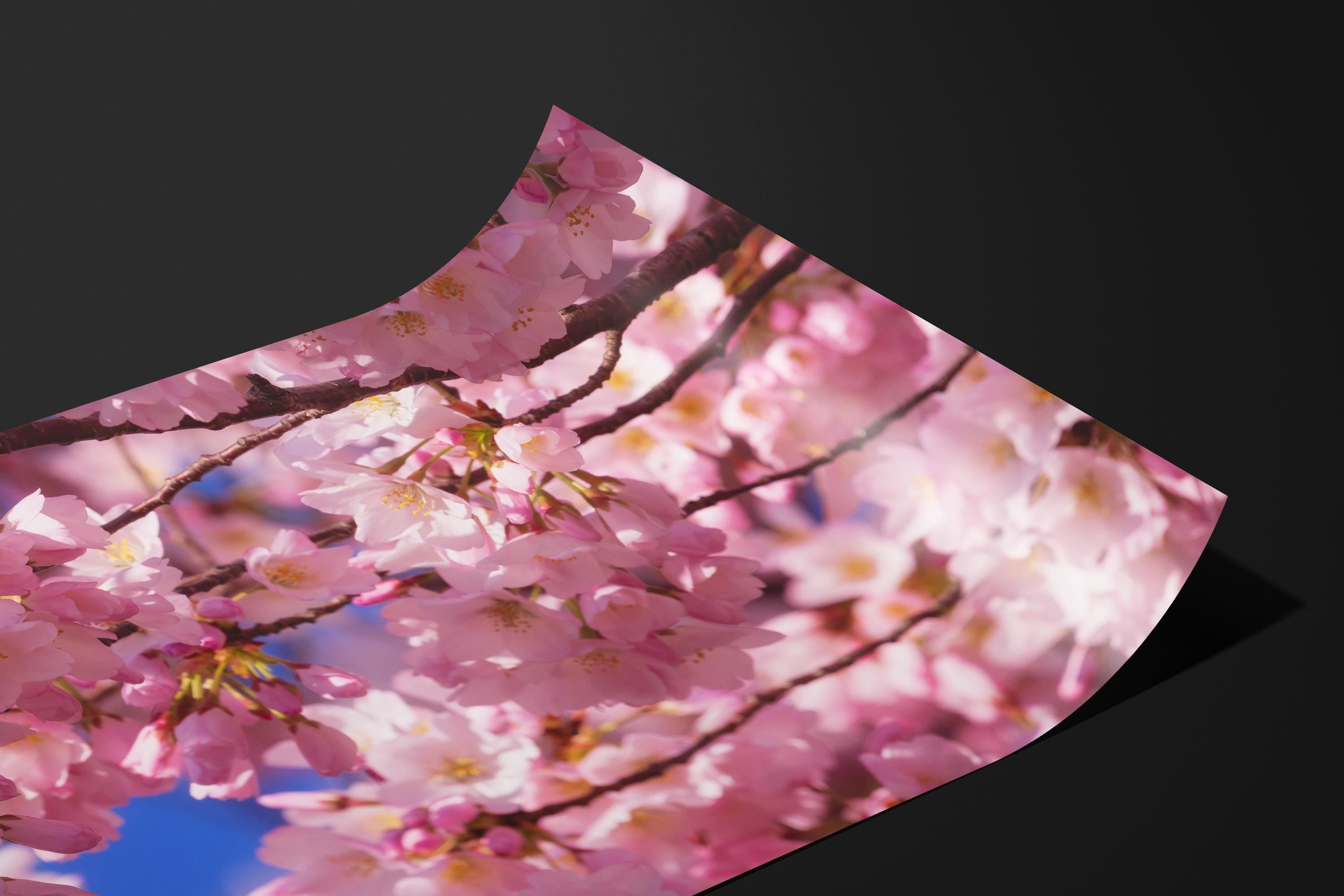 Cherry Blossom