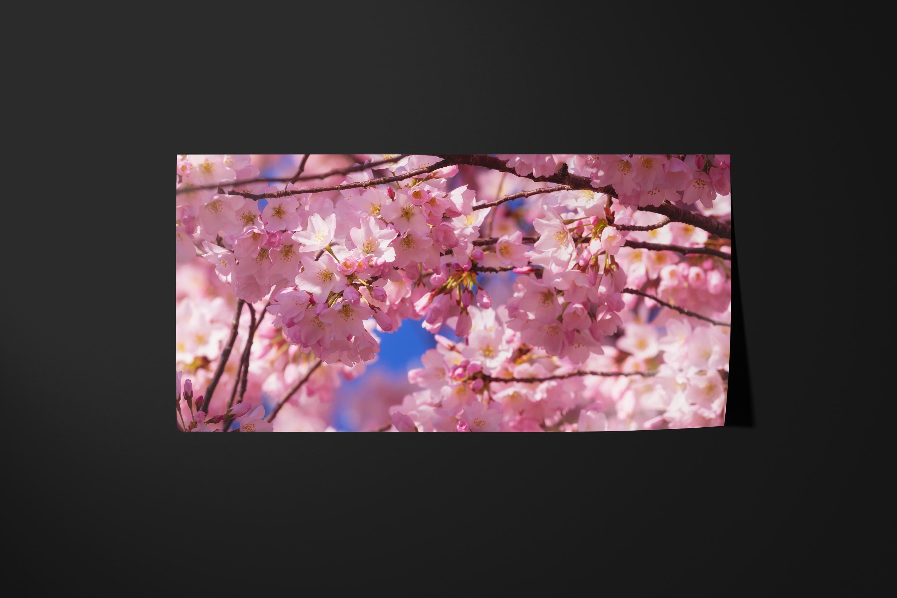 Cherry Blossom
