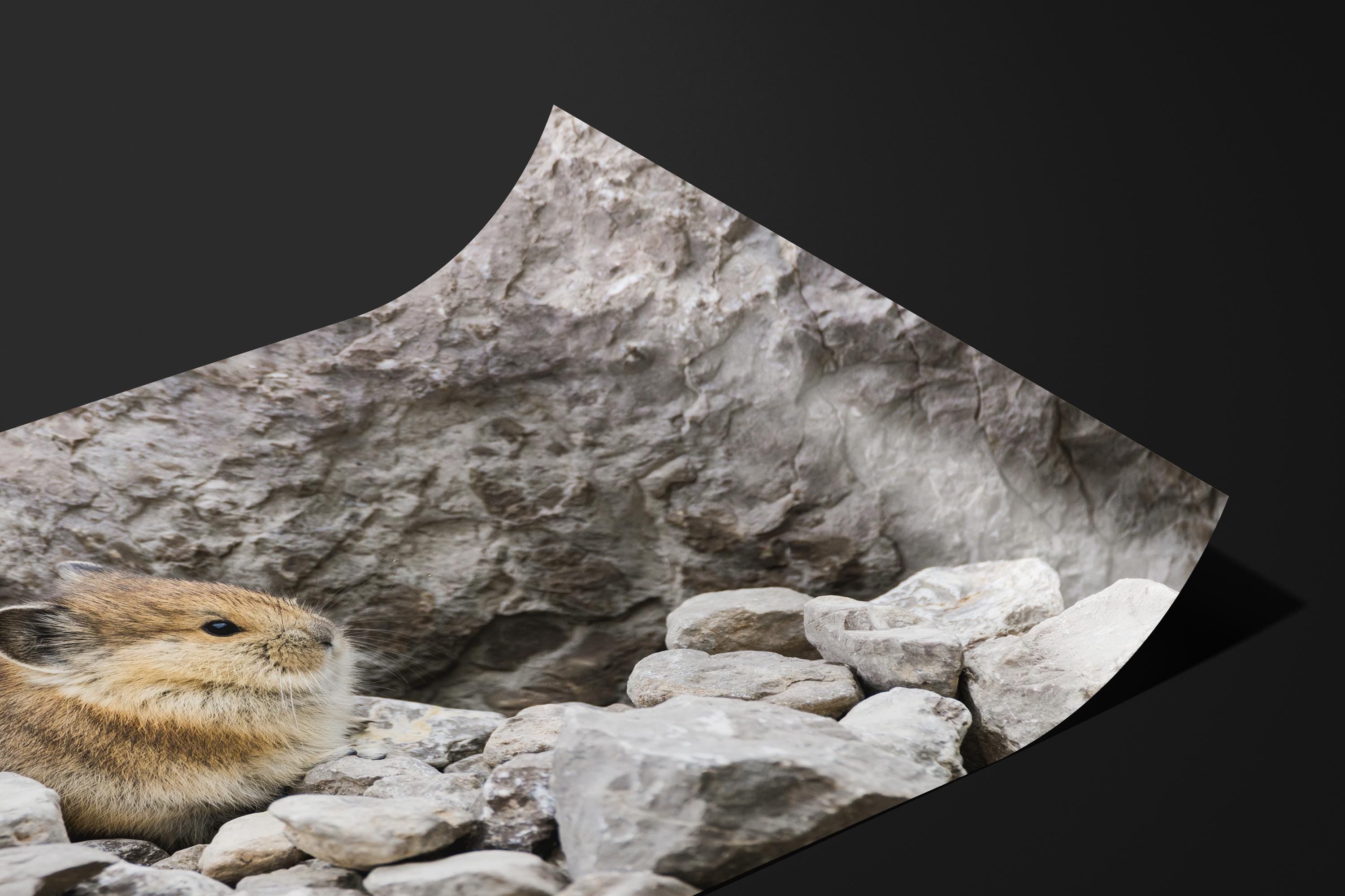 Cute Pika Wildlife