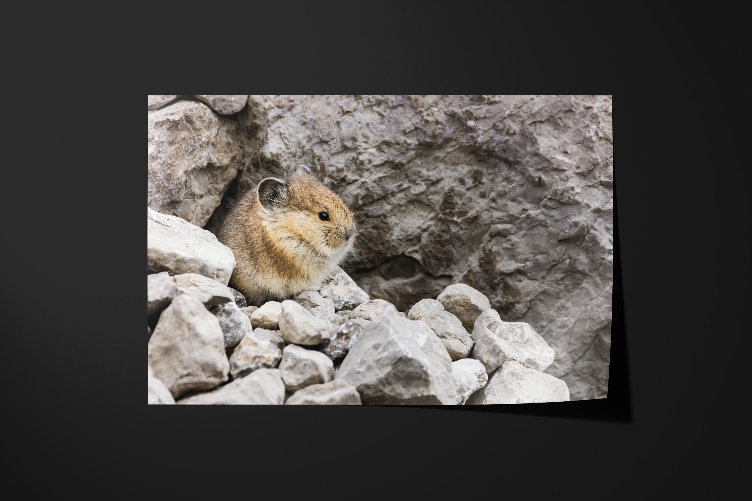 Cute Pika Wildlife