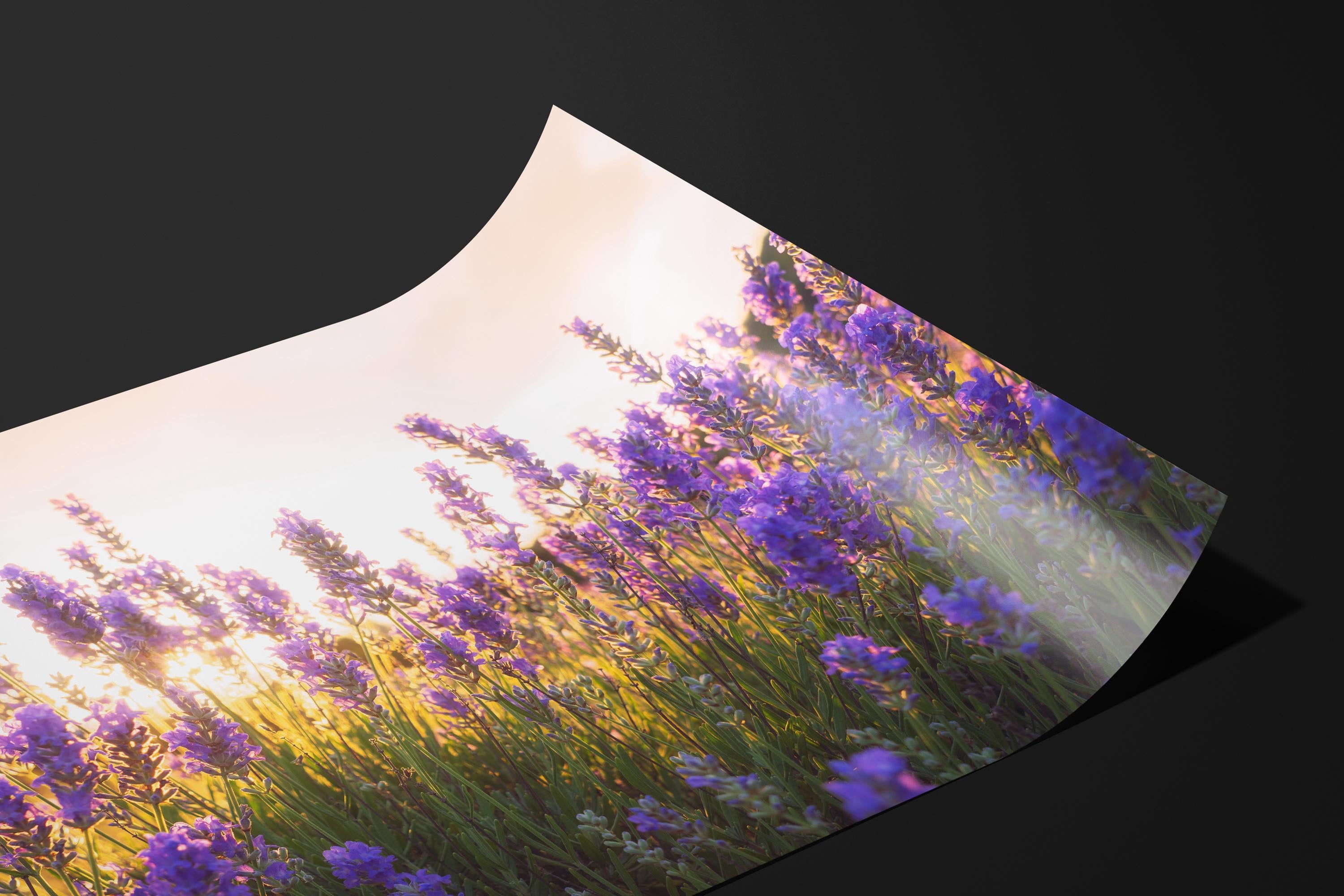 Serene Lavender Field Sunrise