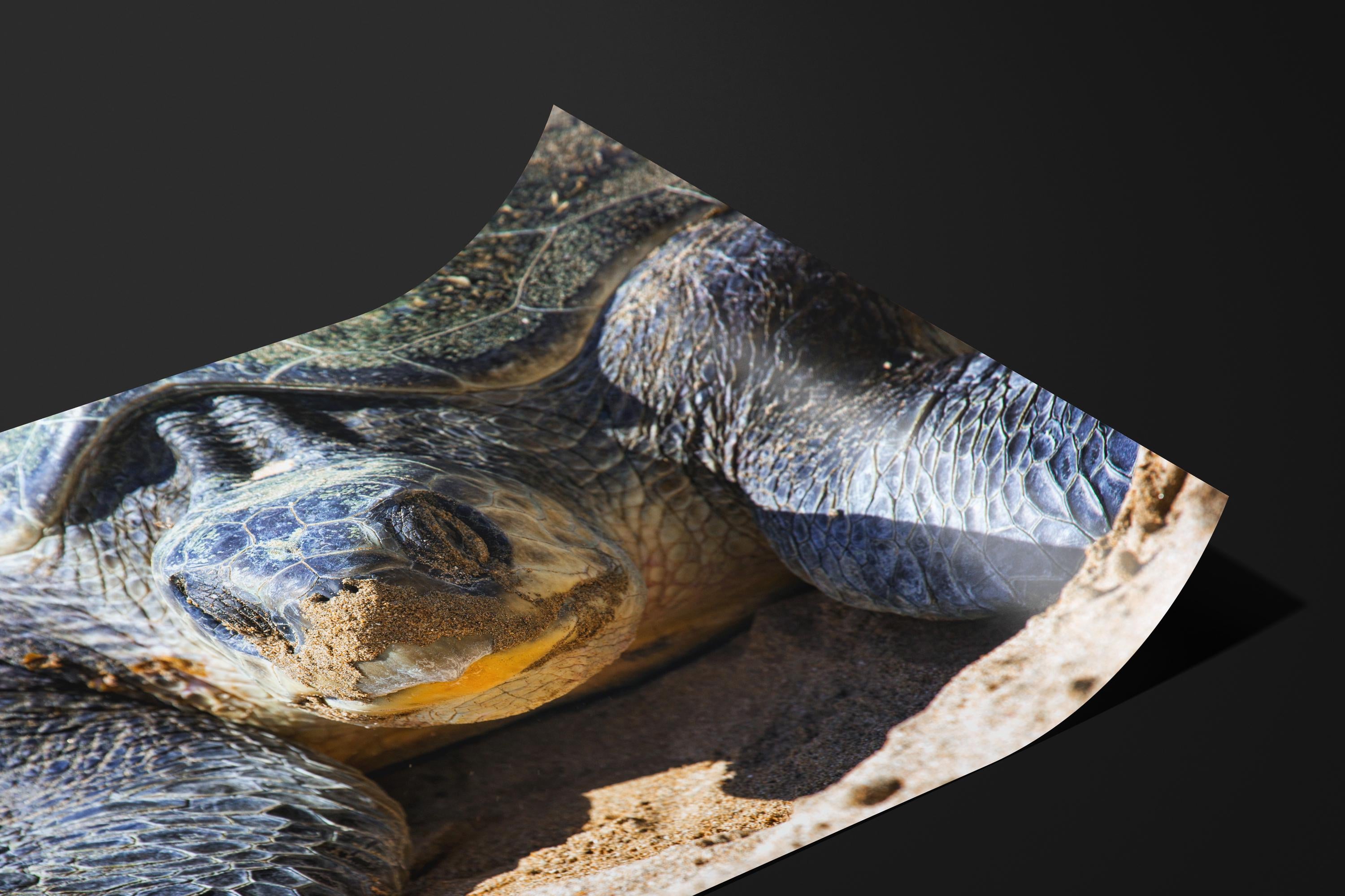 Olive Ridley Sea Turtle