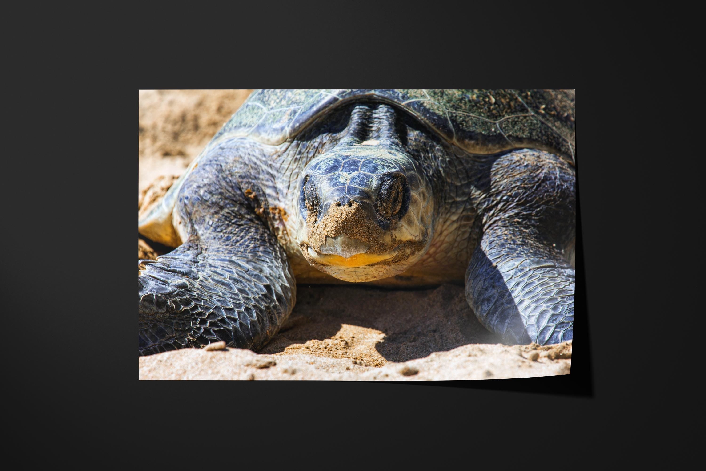 Olive Ridley Sea Turtle