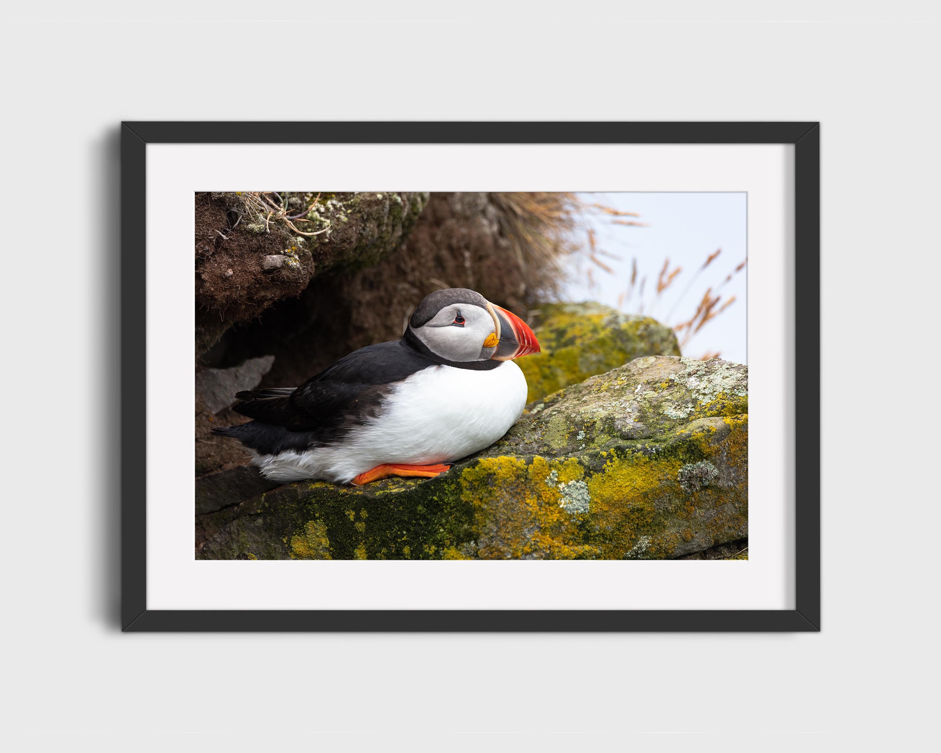 Atlantic Puffin
