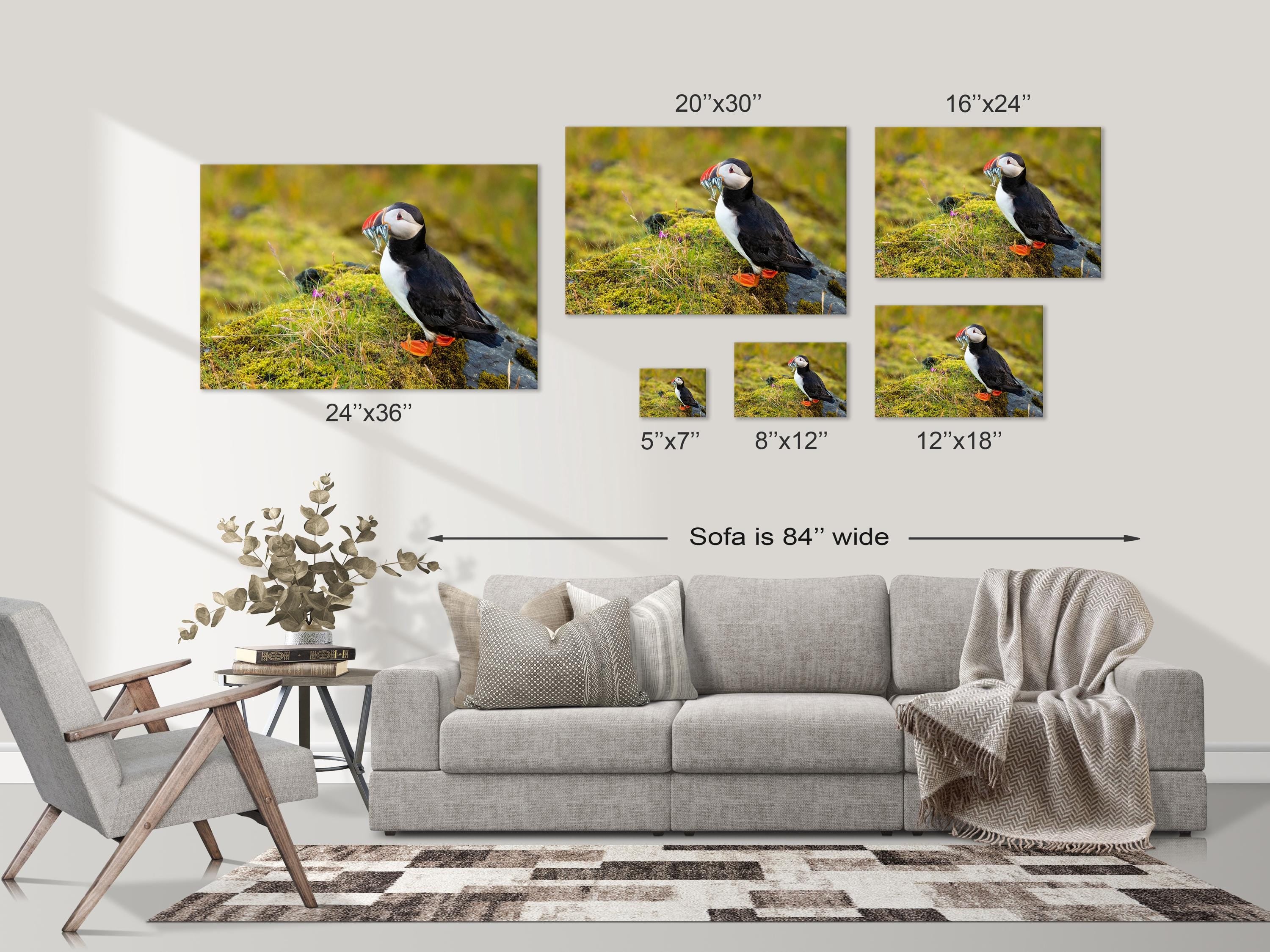 Atlantic Puffin Fishing