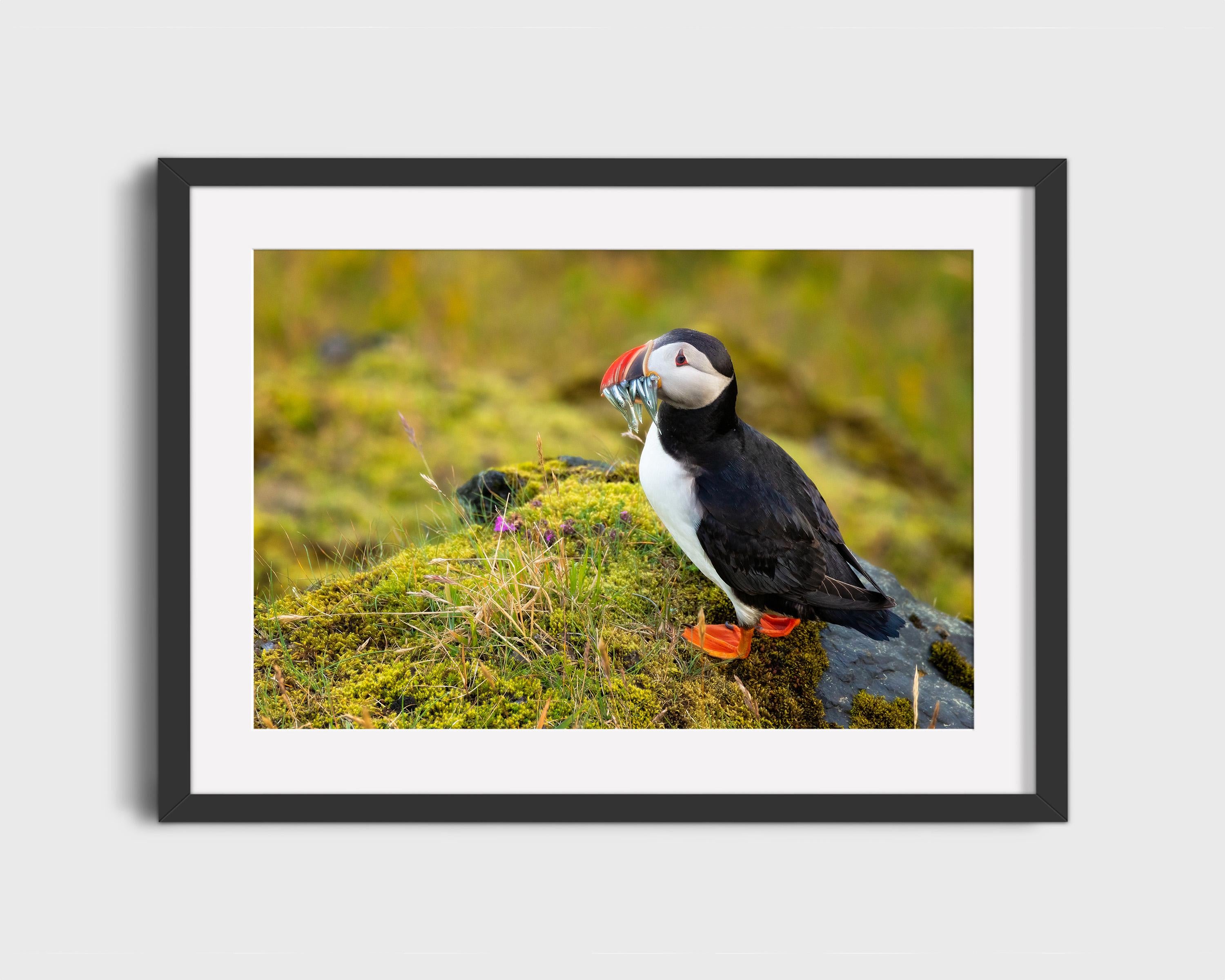 Atlantic Puffin Fishing
