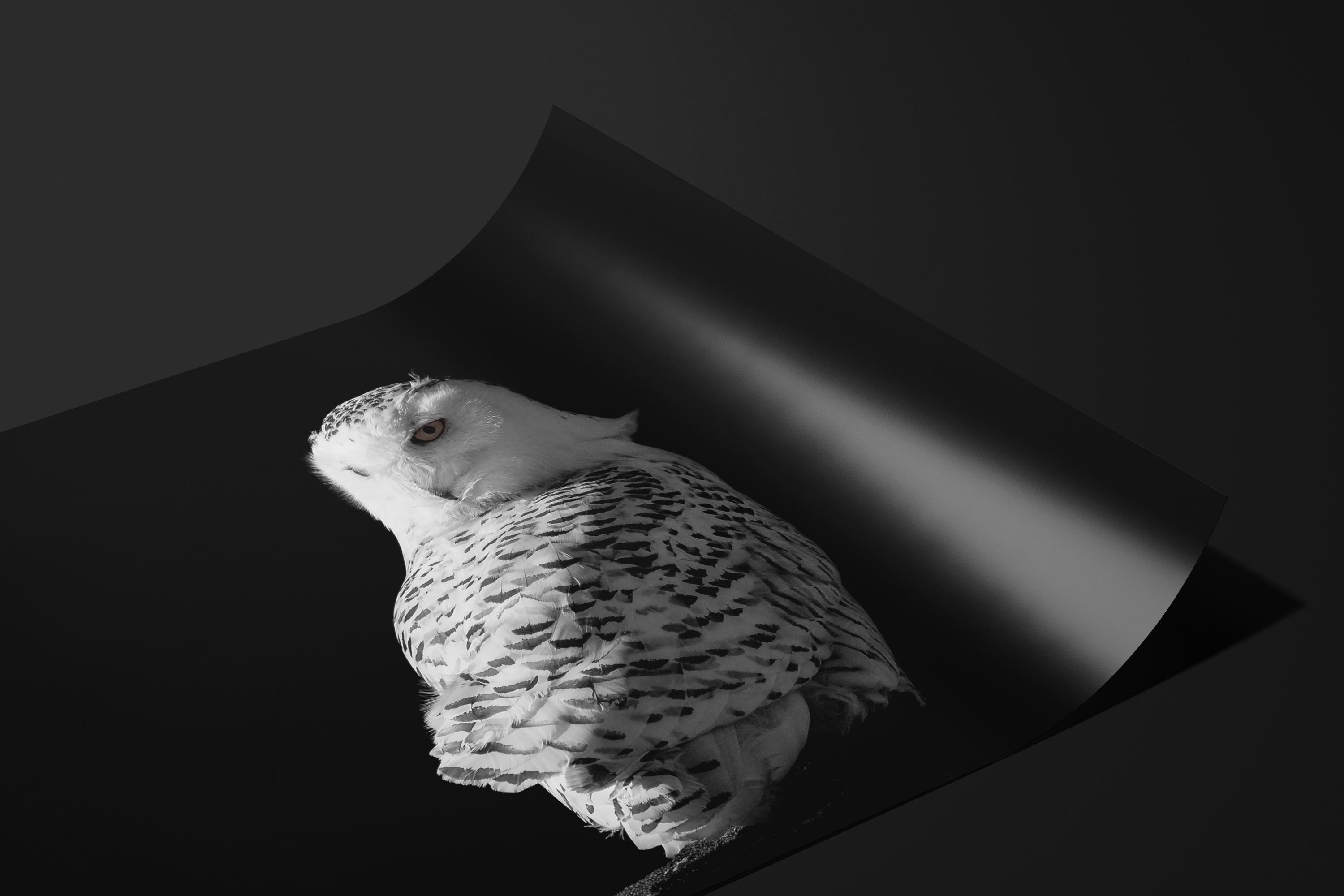 Snowy Owl