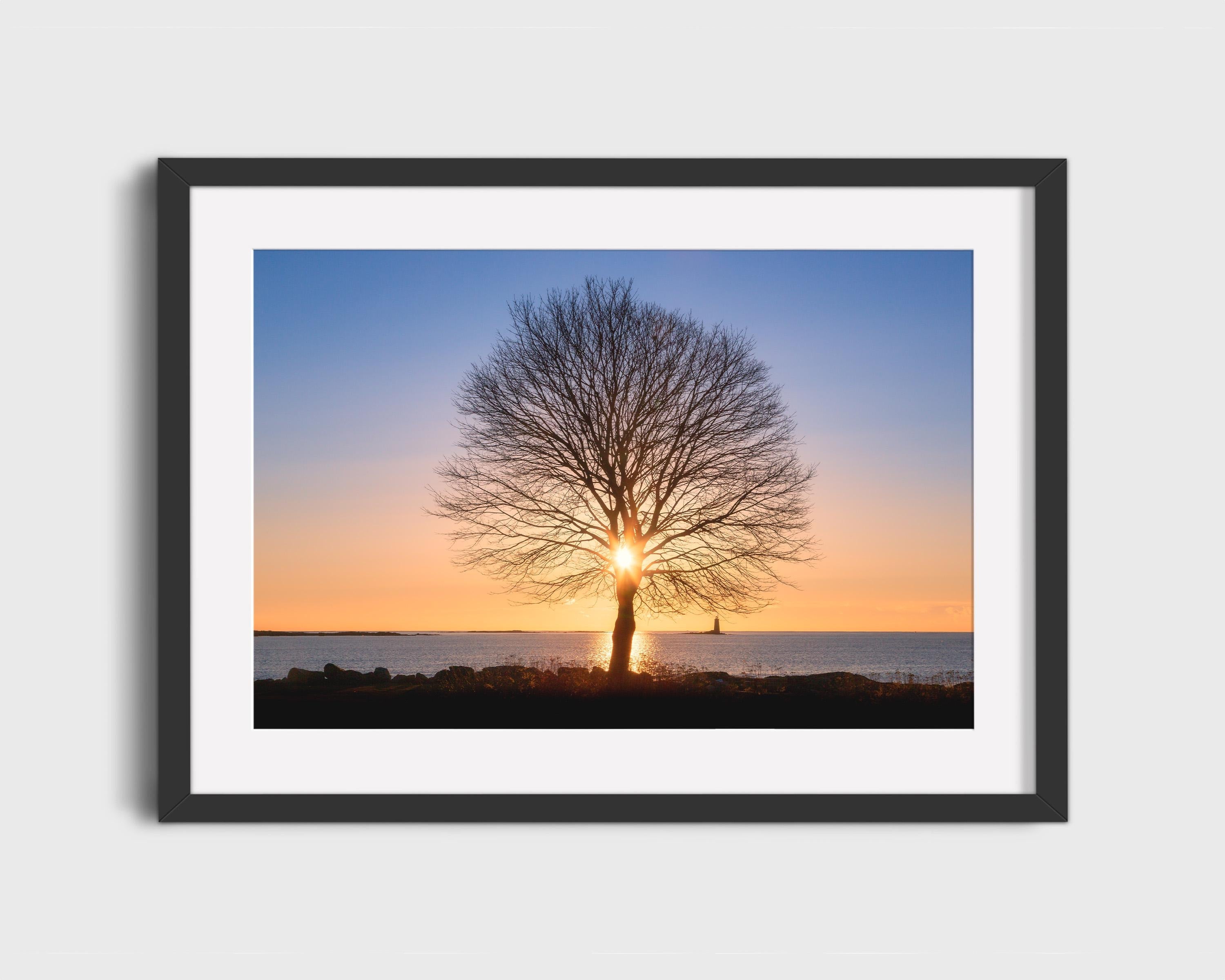 Tree of Life Sunrise