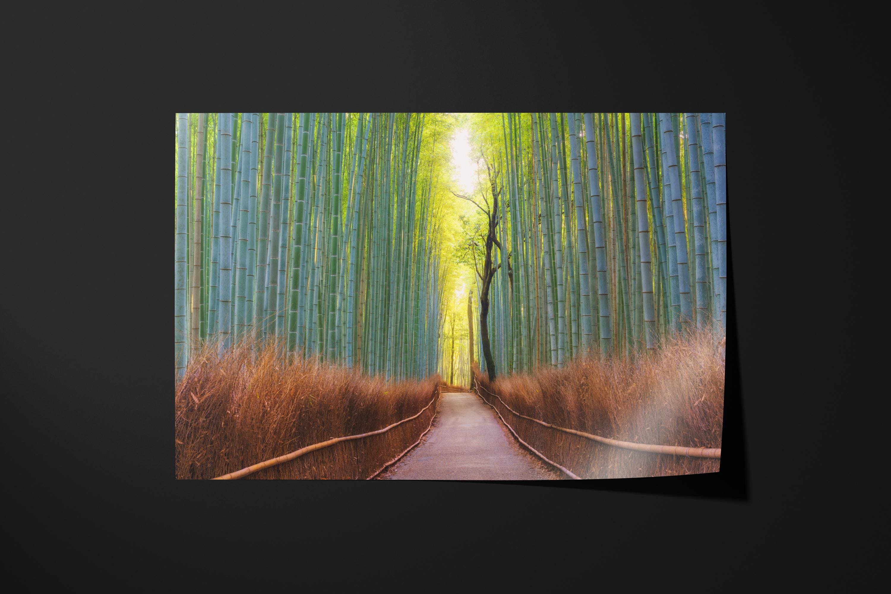 Arashiyama Bamboo Grove