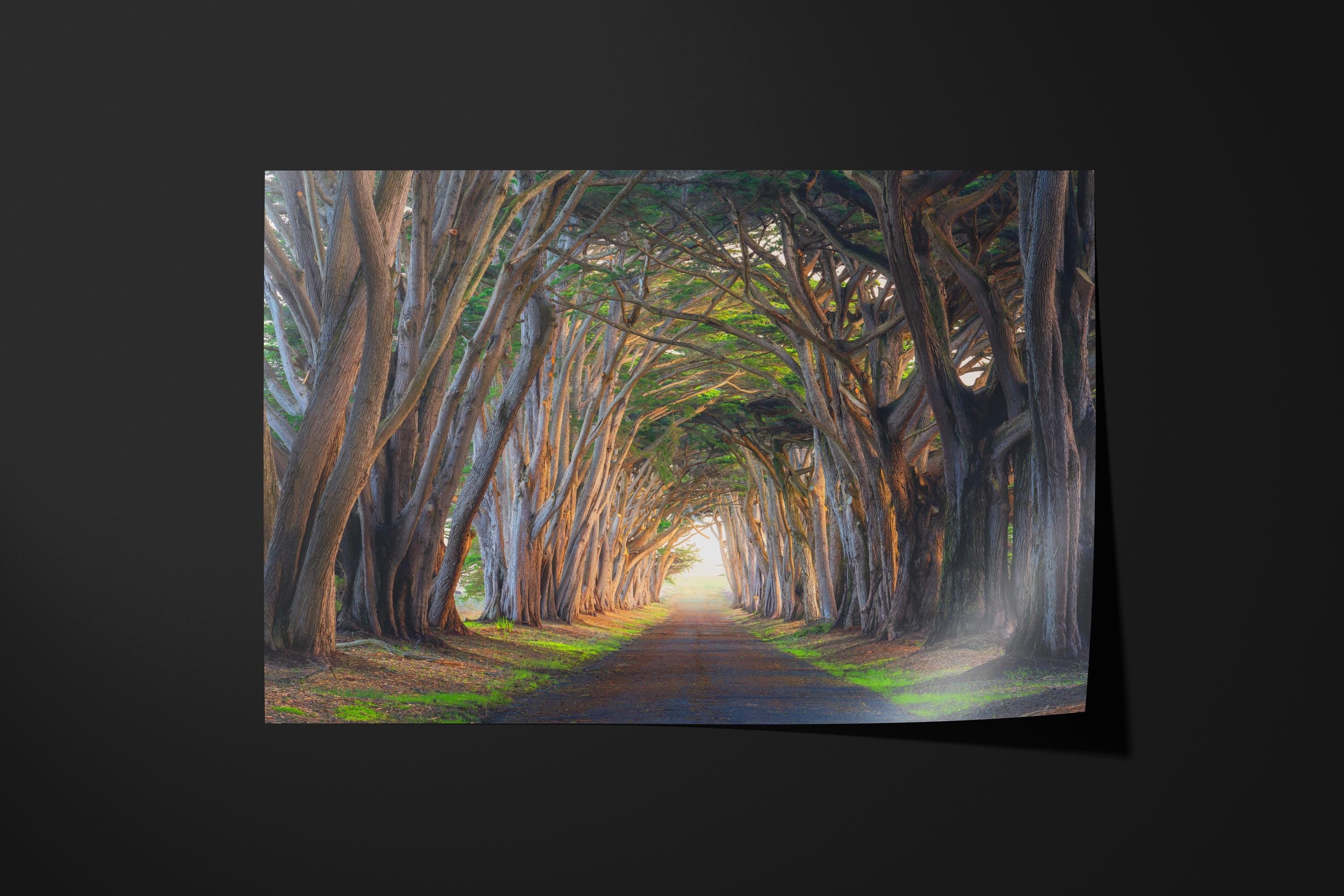 Cypress Tree Tunnel