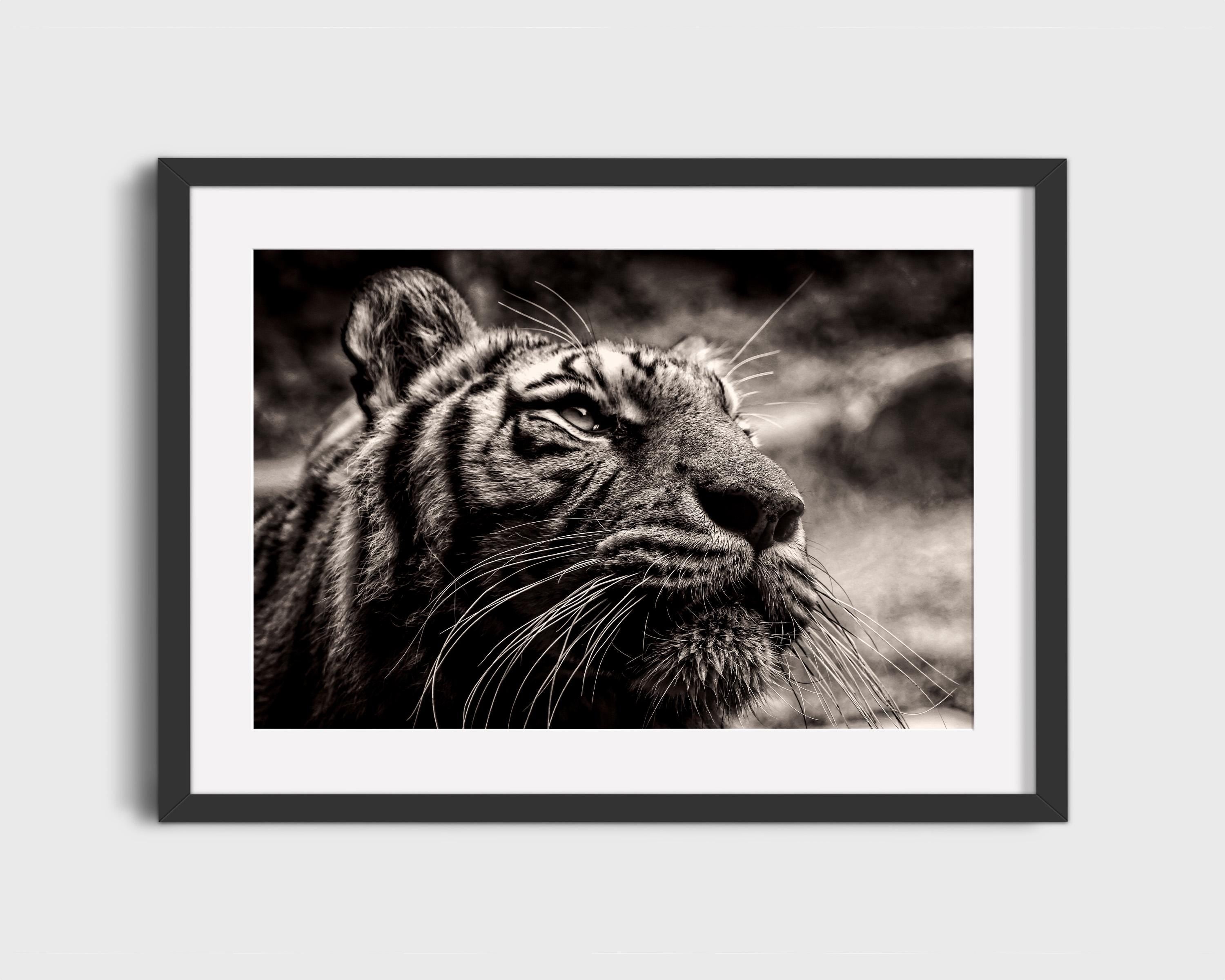 Majestic Tiger Close-Up
