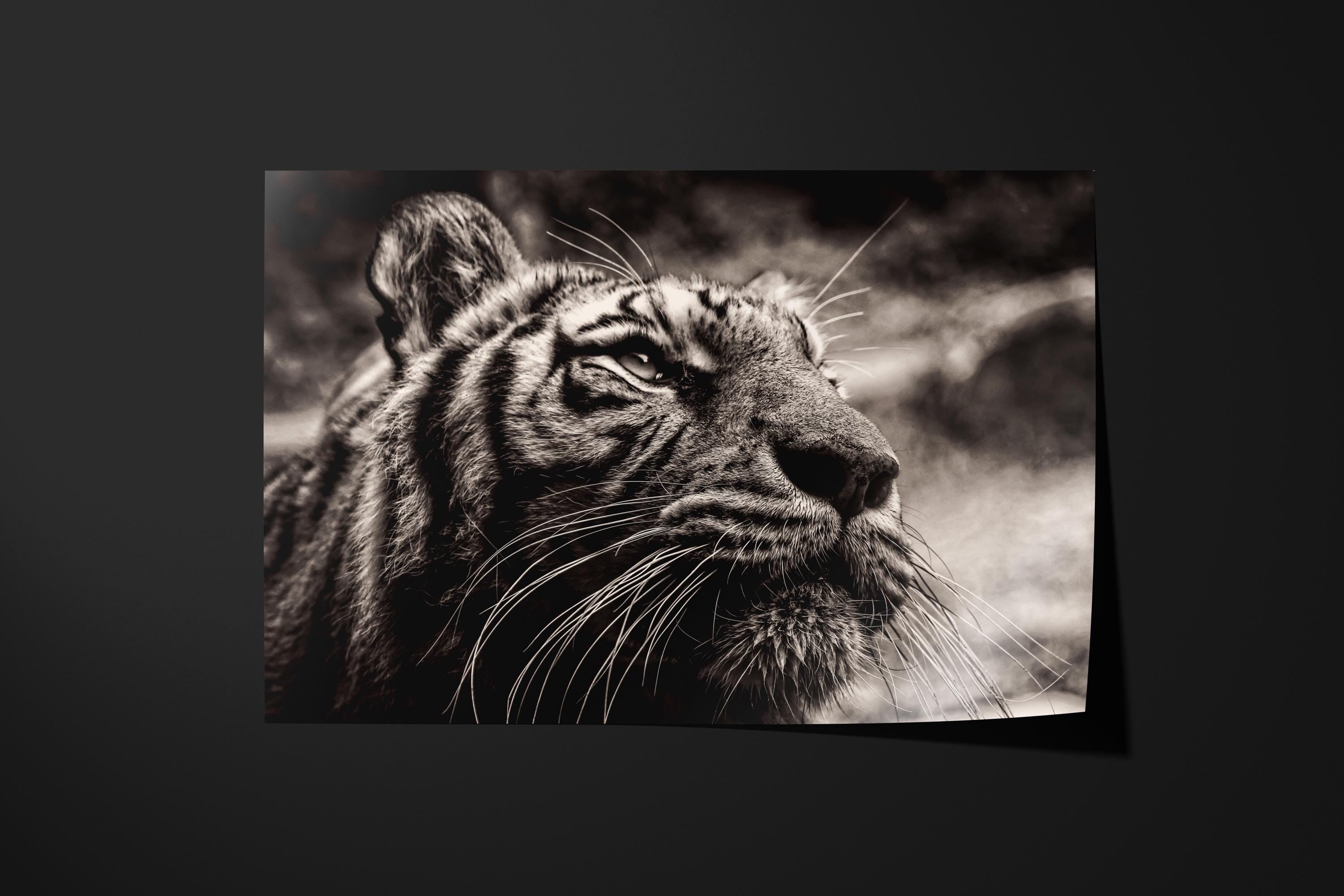 Majestic Tiger Close-Up