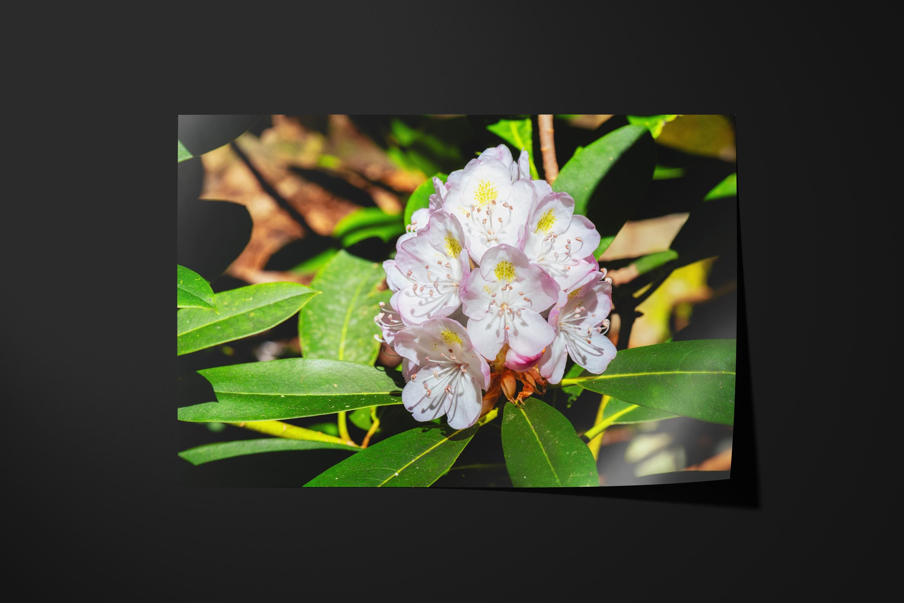Rhododendron Blossom