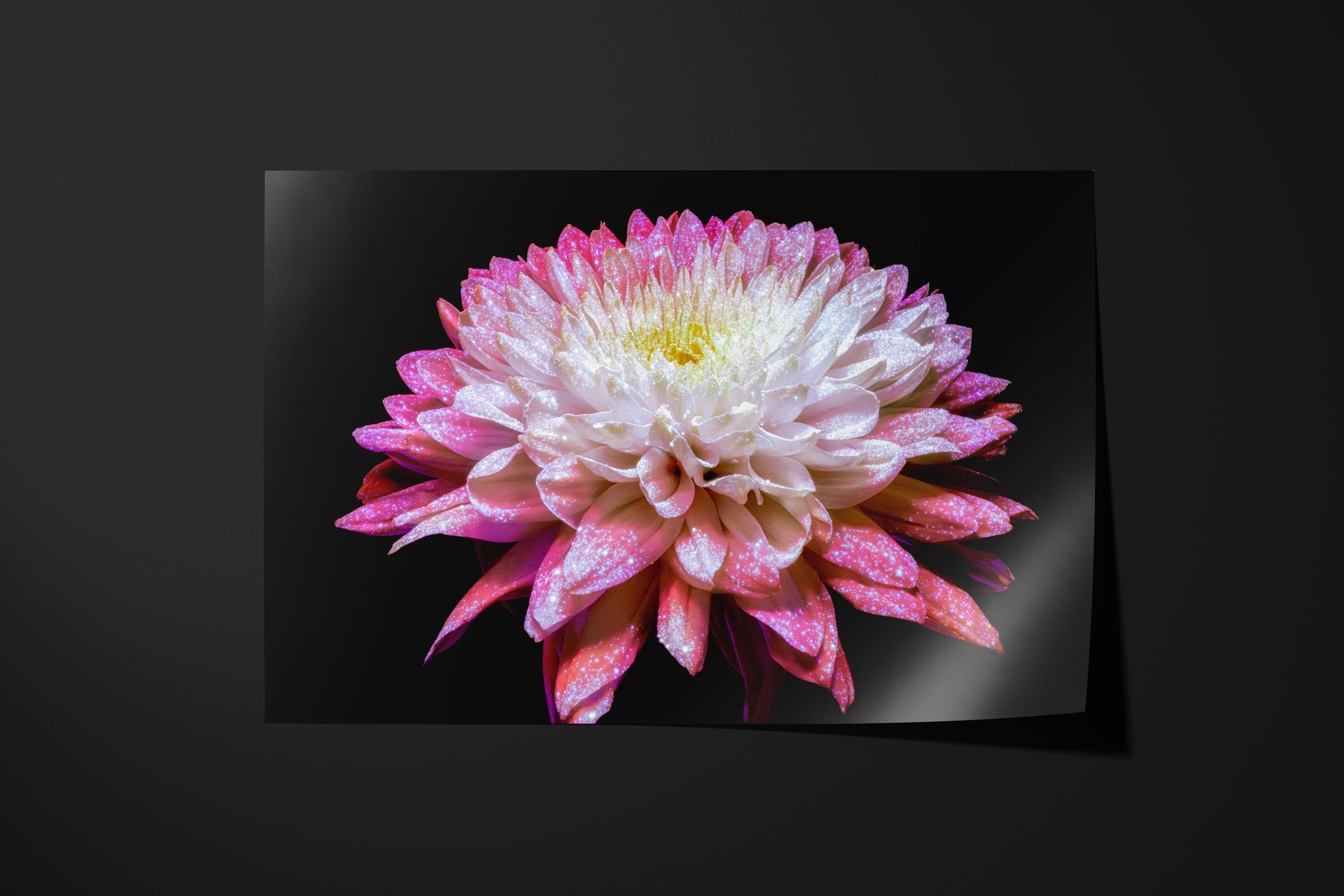 Glowing Pink Dahlia