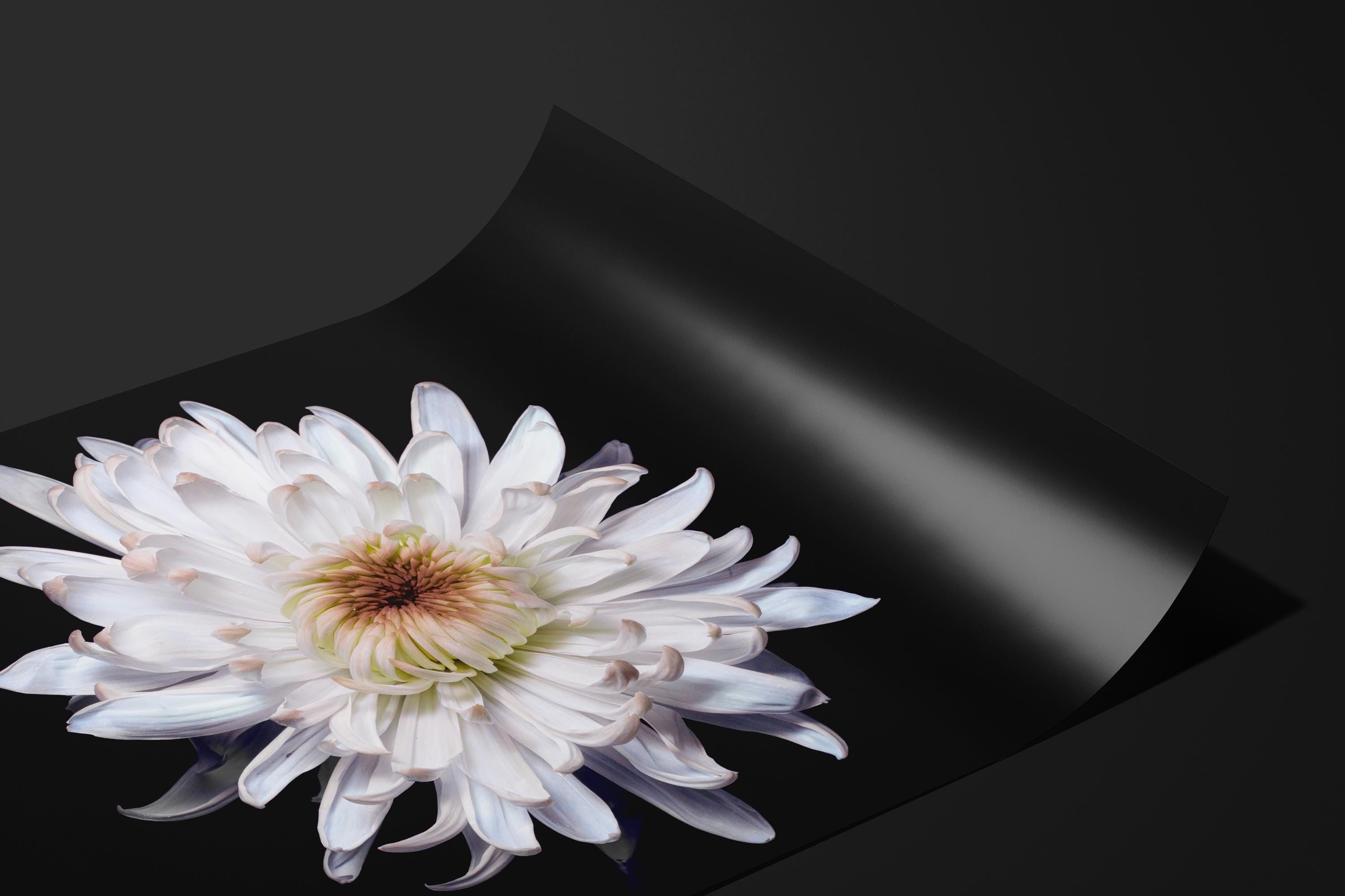 White Chrysanthemum