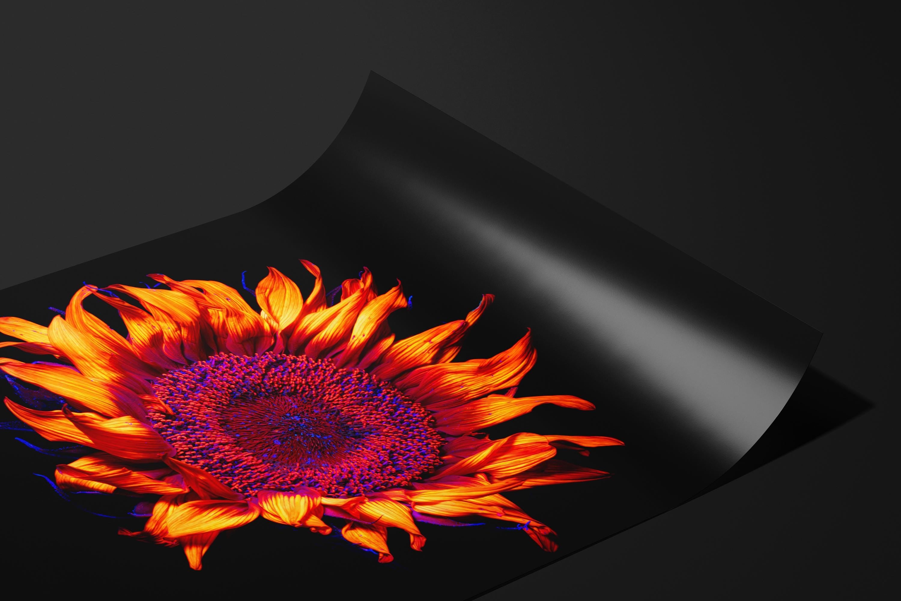 UV Sunflower