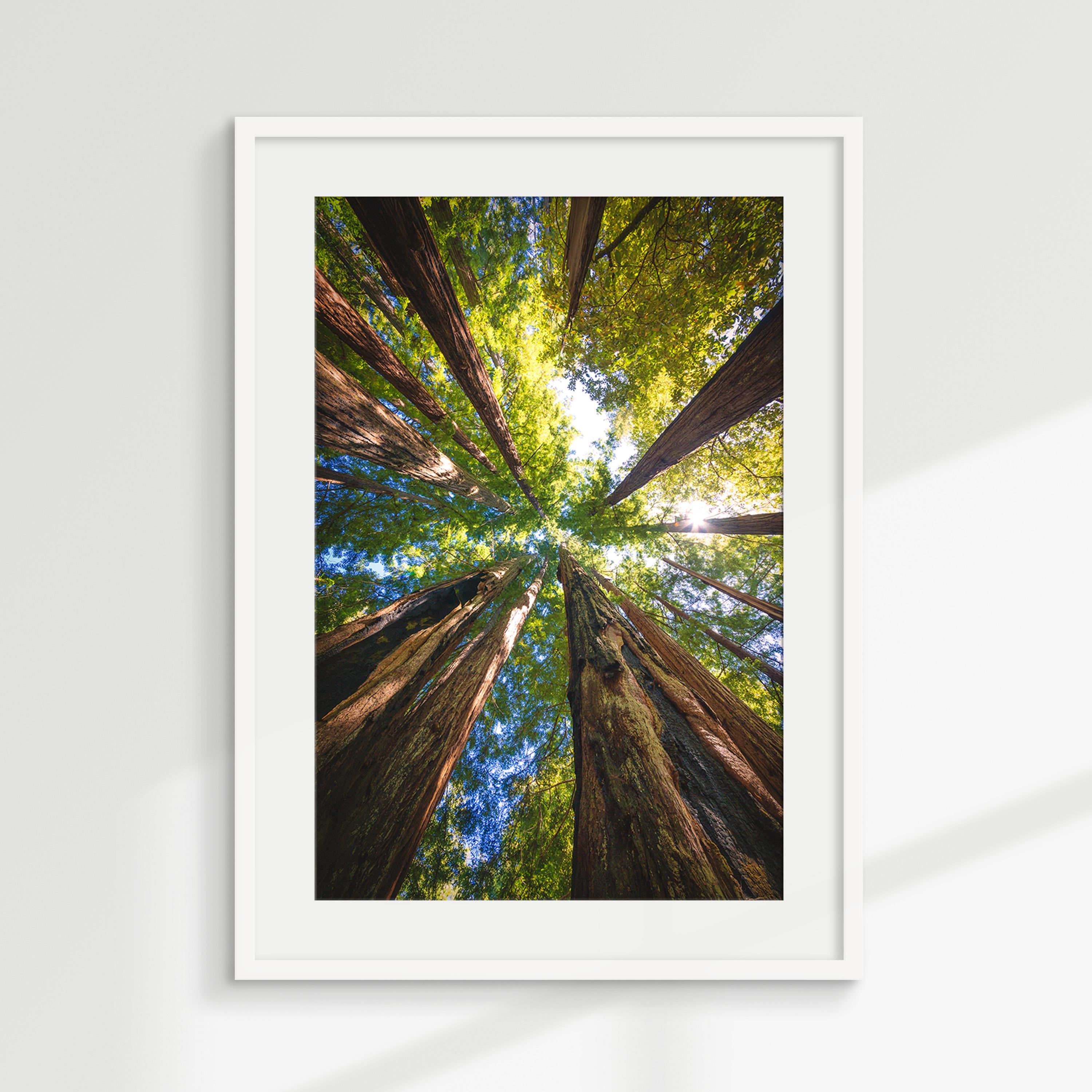 Majestic Redwood Forest Canopy