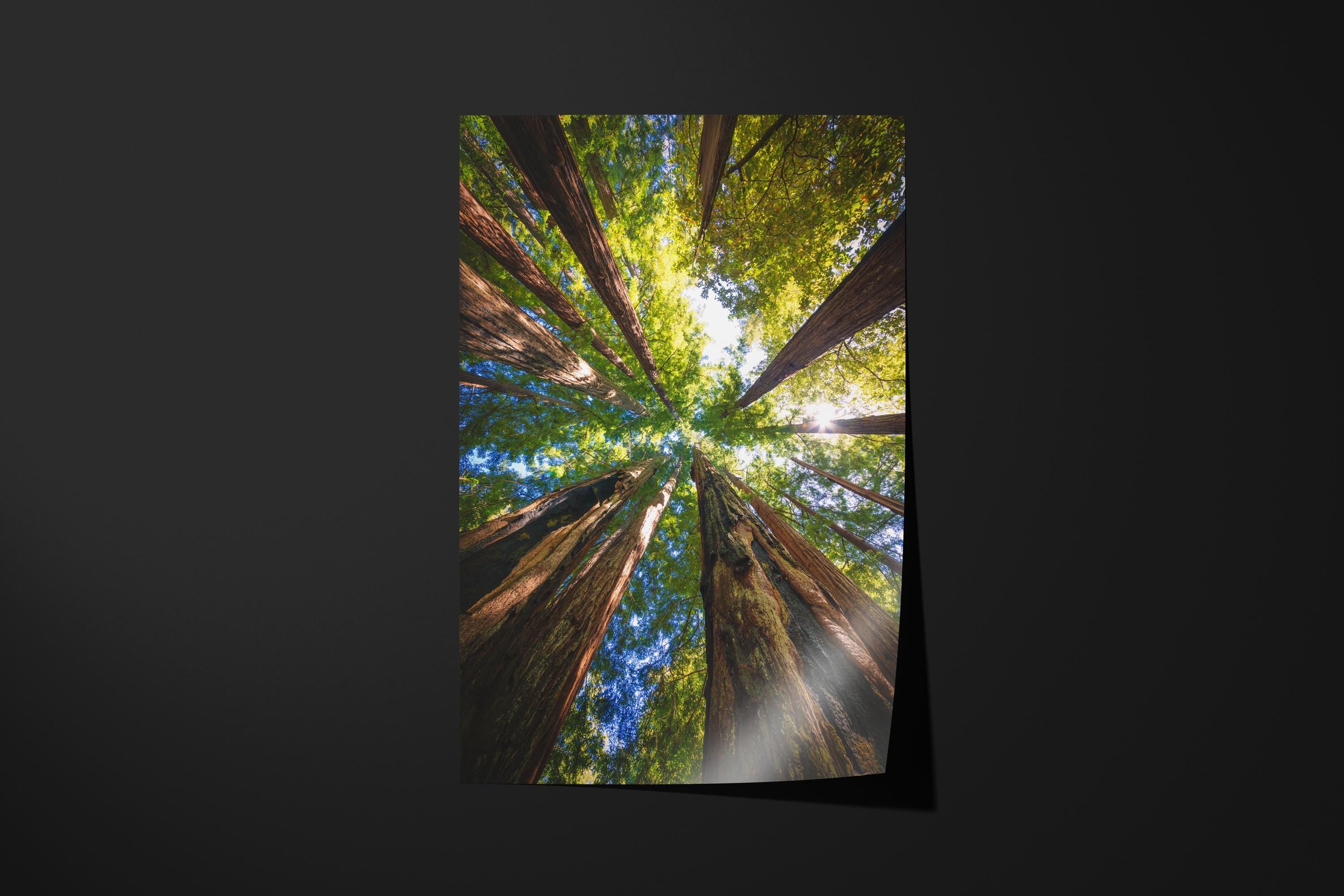 Majestic Redwood Forest Canopy