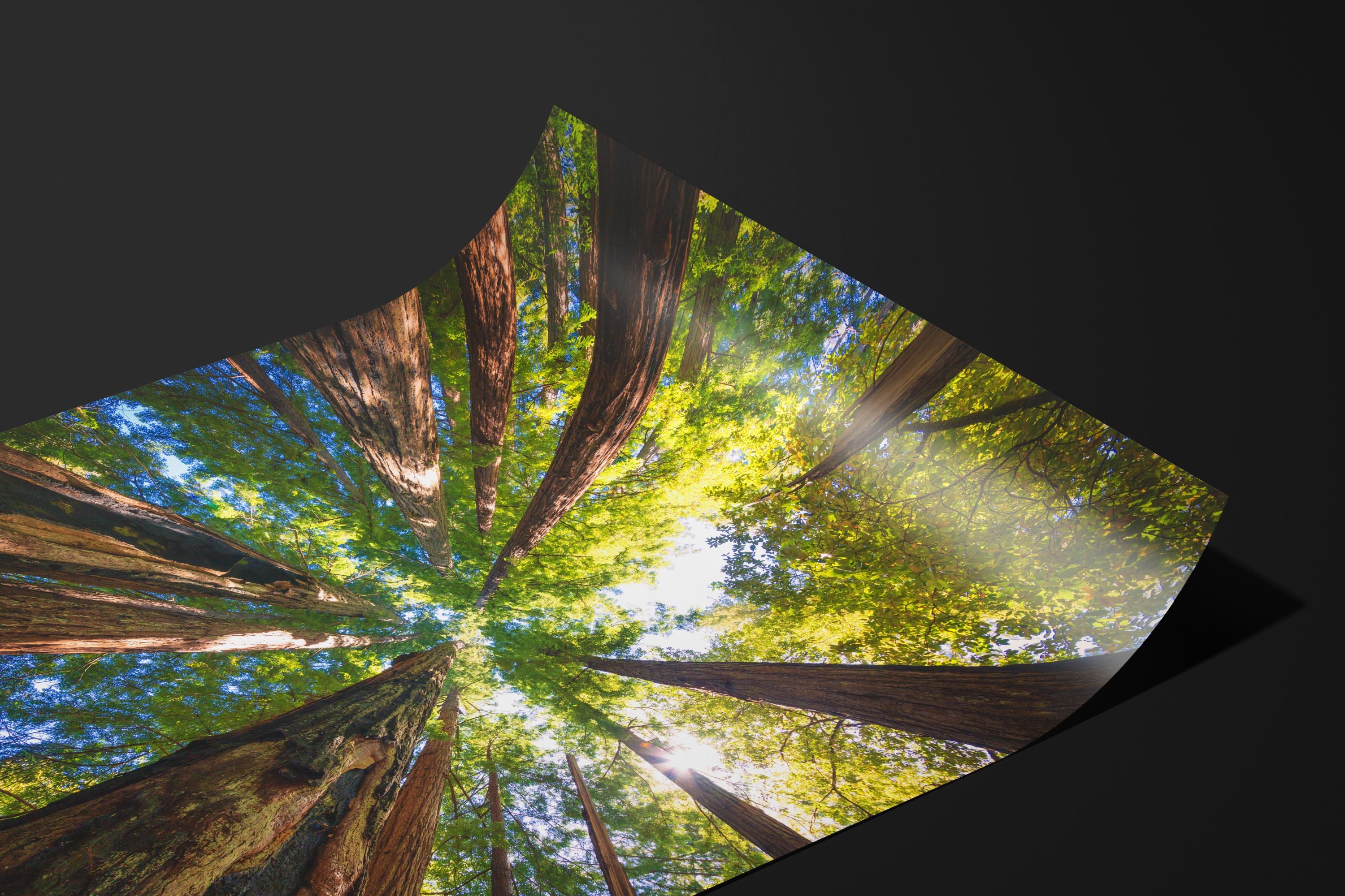 Majestic Redwood Forest Canopy
