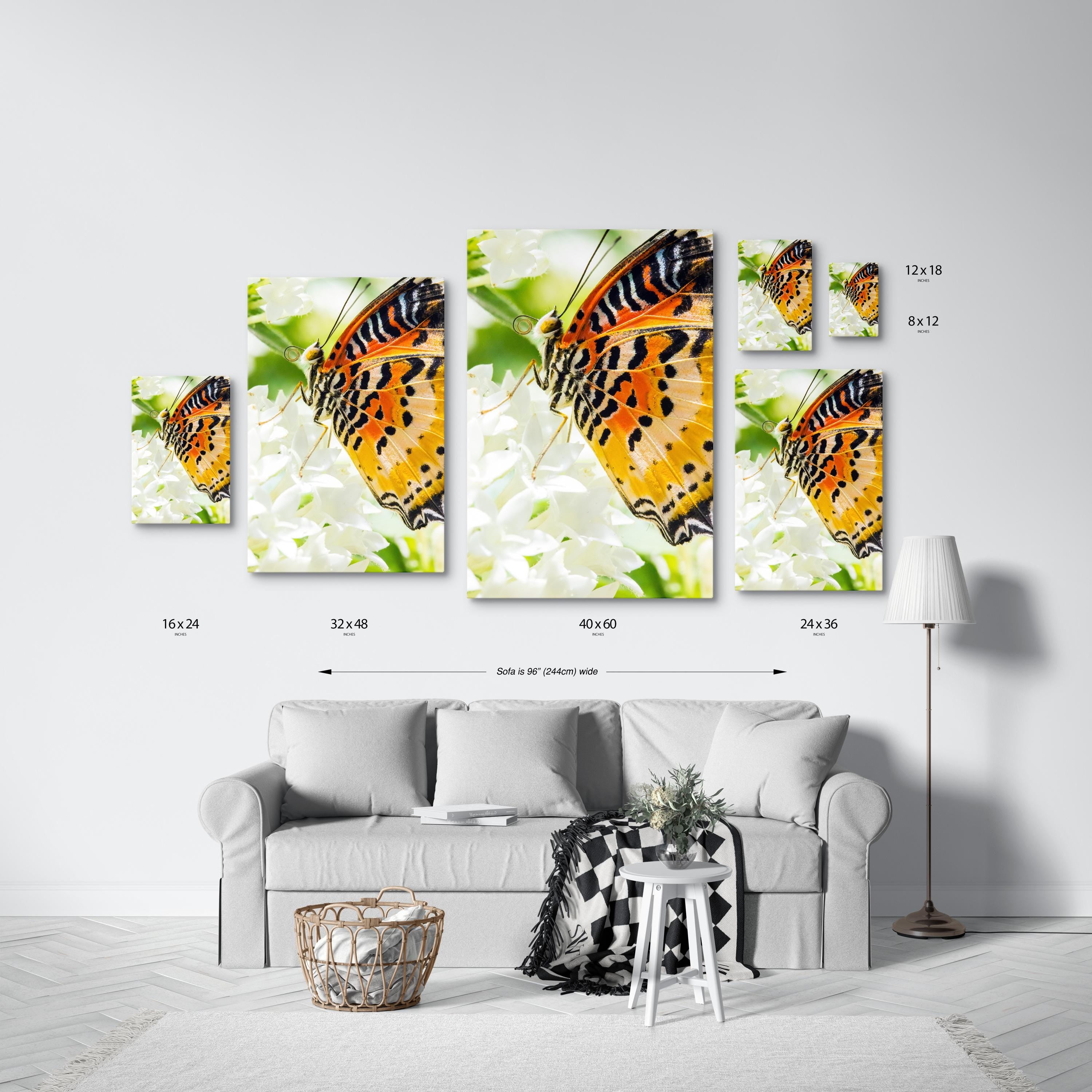 Macro Butterfly