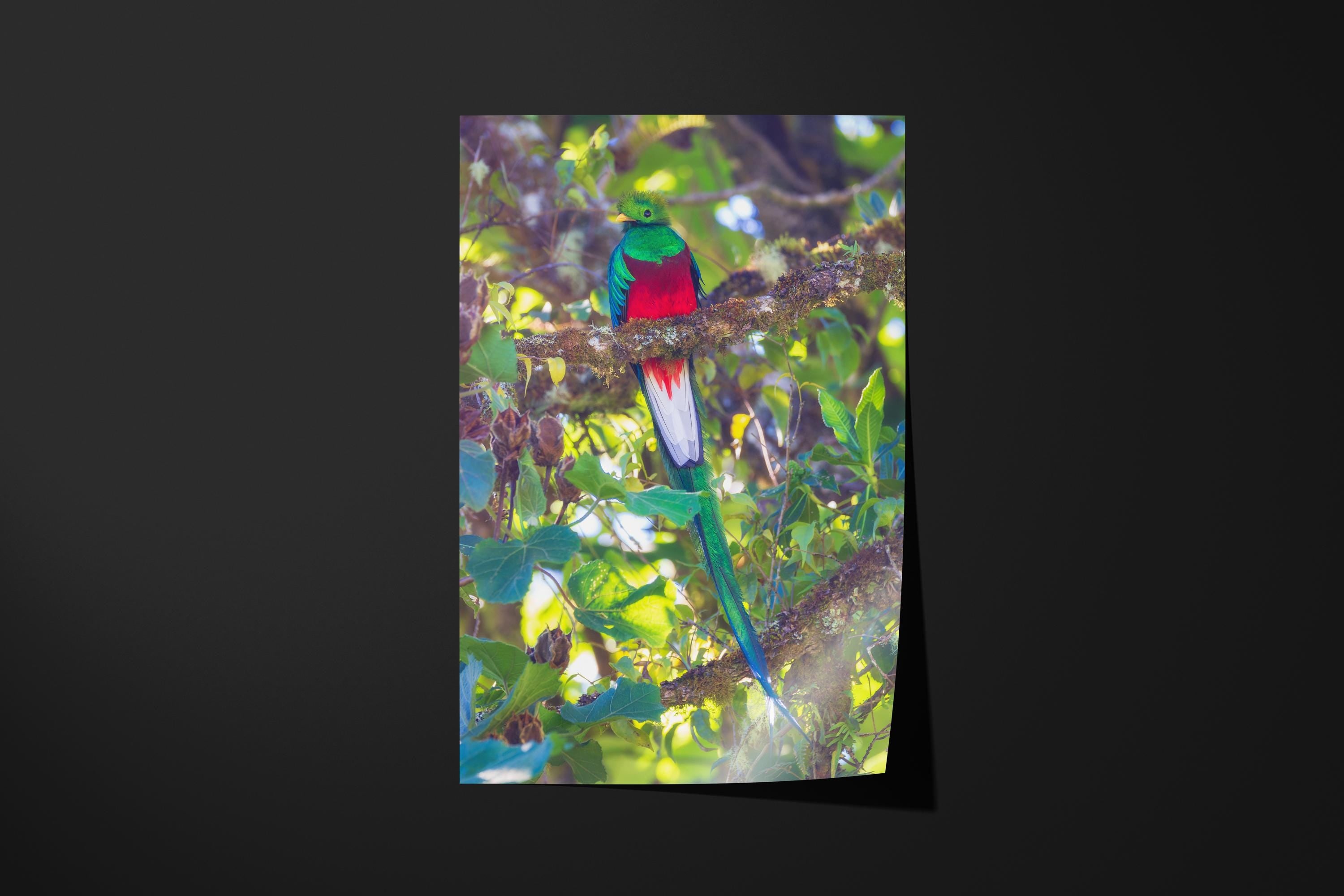 Resplendent Quetzal