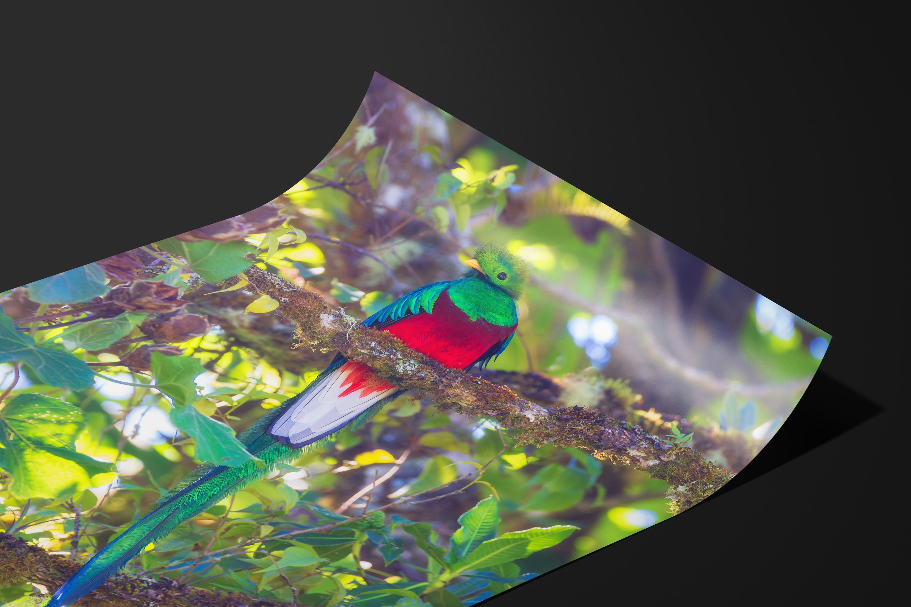 Resplendent Quetzal