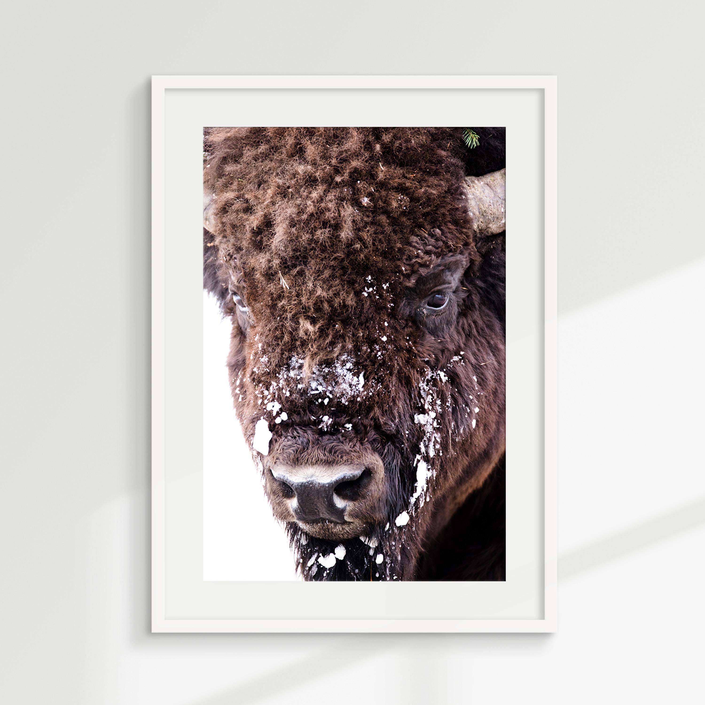 Snow-Dusted Bison Close-Up