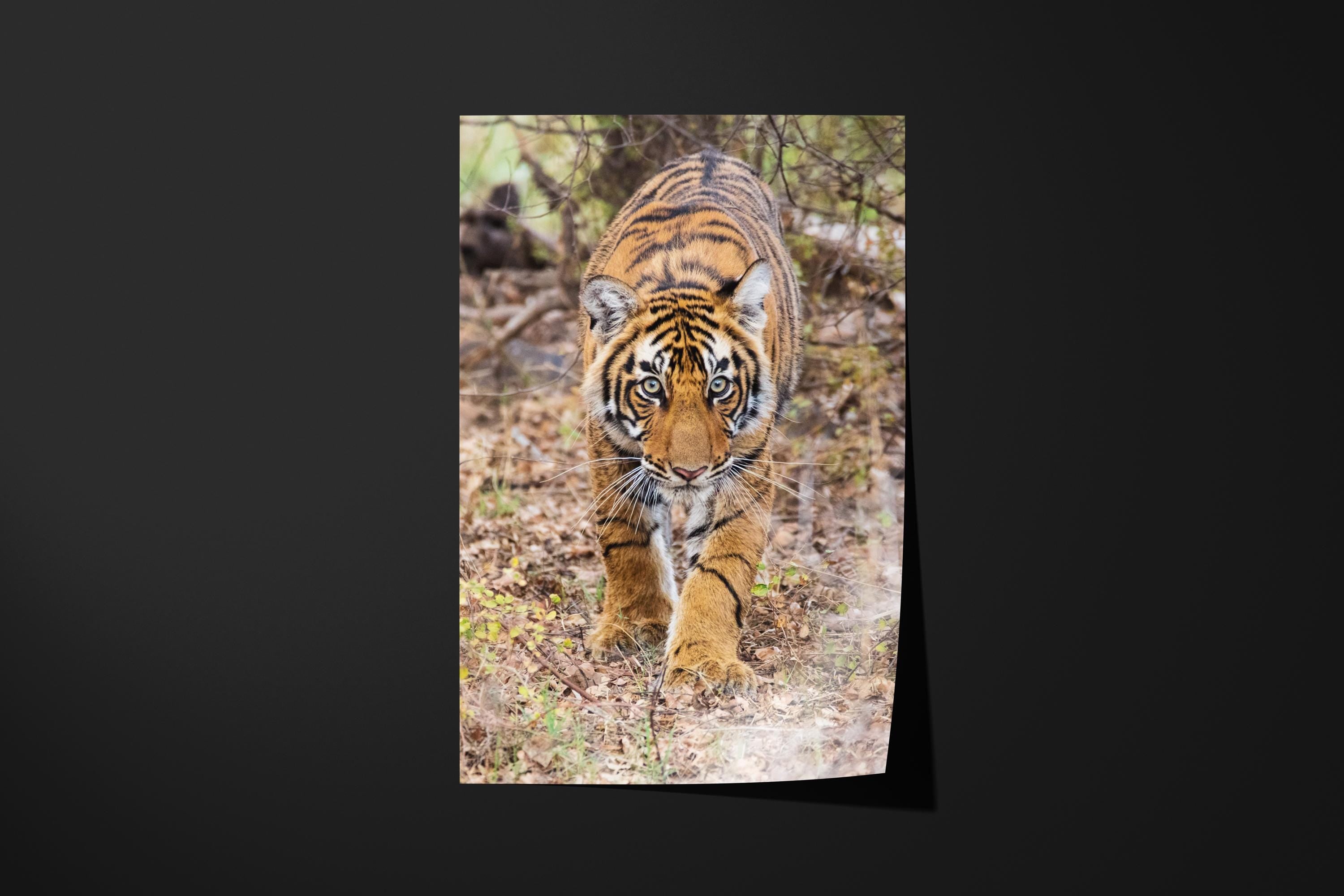 Stalking Tiger Cub