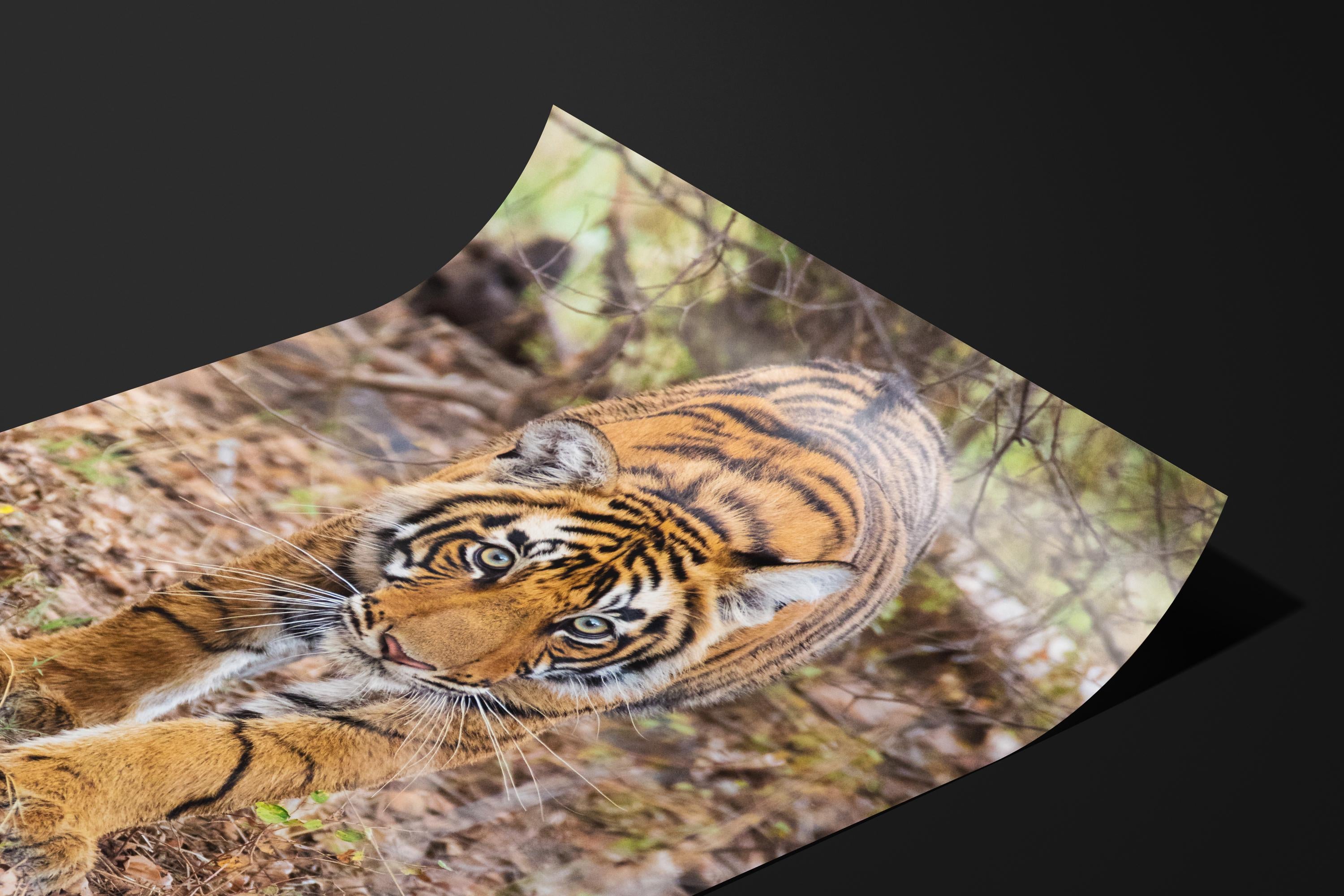 Stalking Tiger Cub