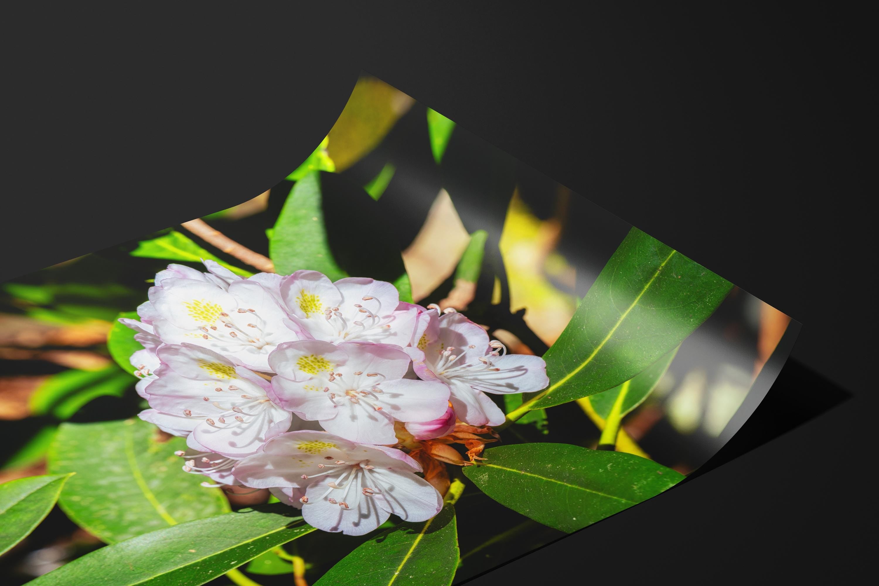 Rhododendron Blossom