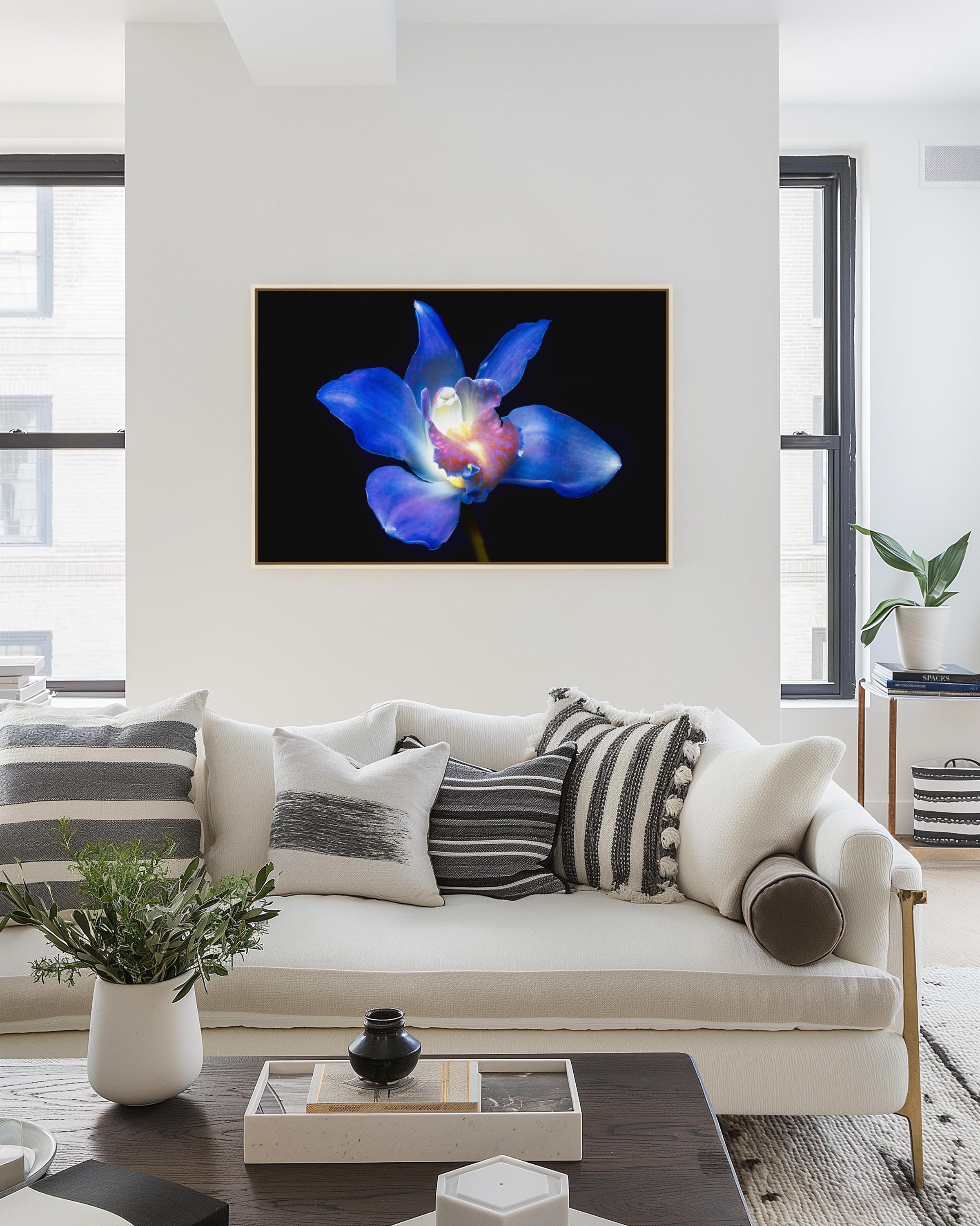 Blue Orchid