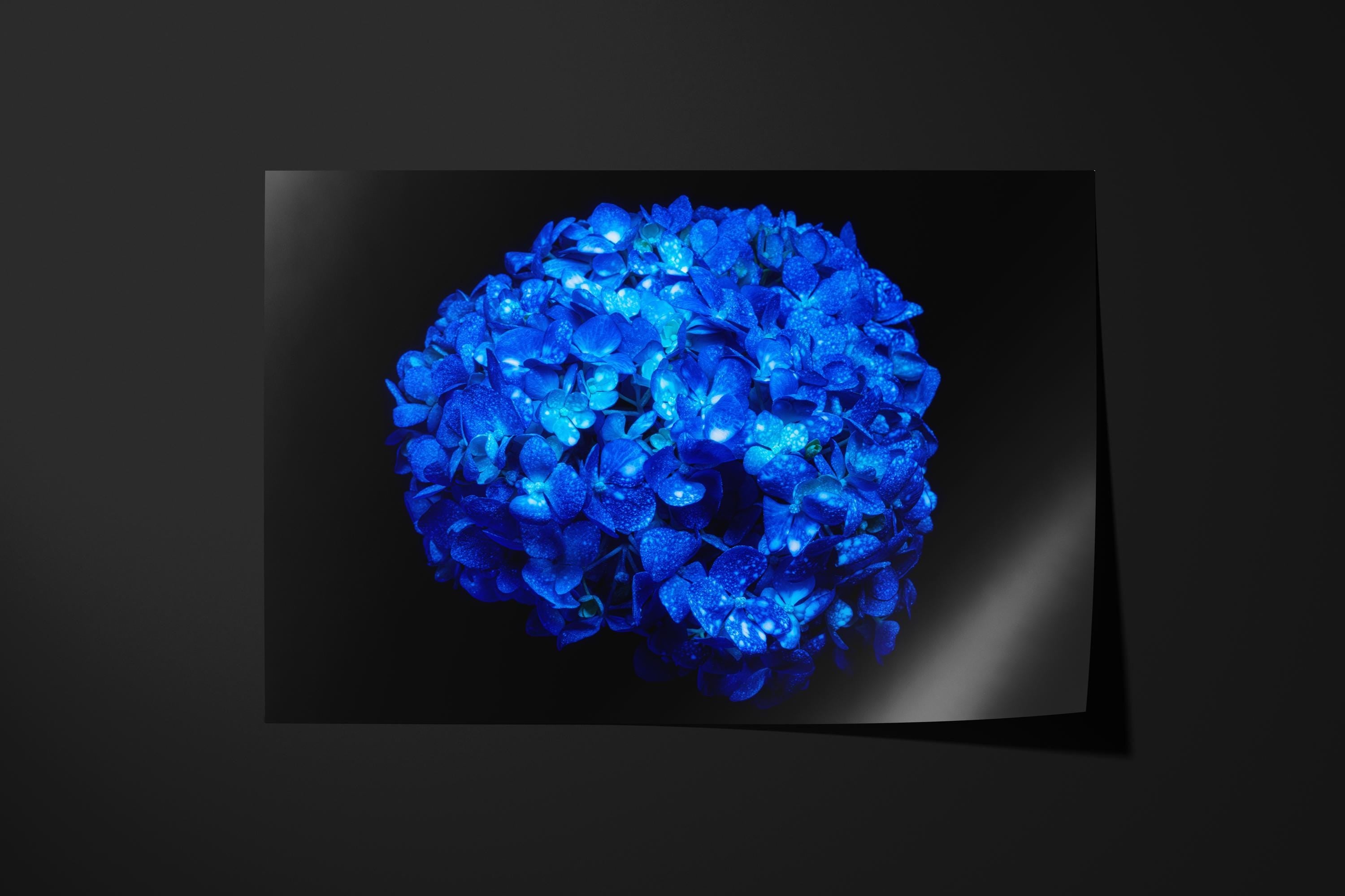 Electric Blue Hydrangea