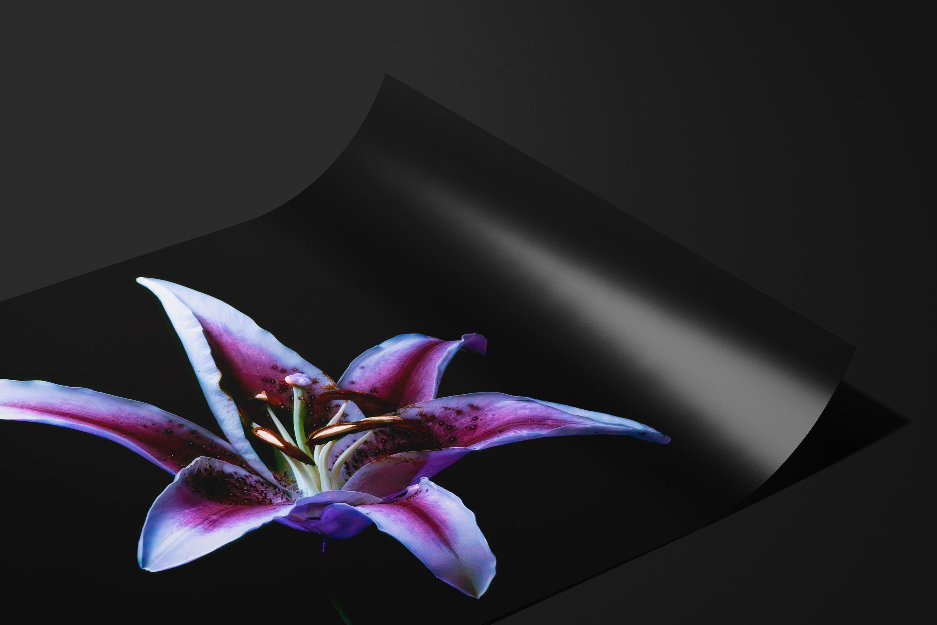 Purple Lily Under UV Light