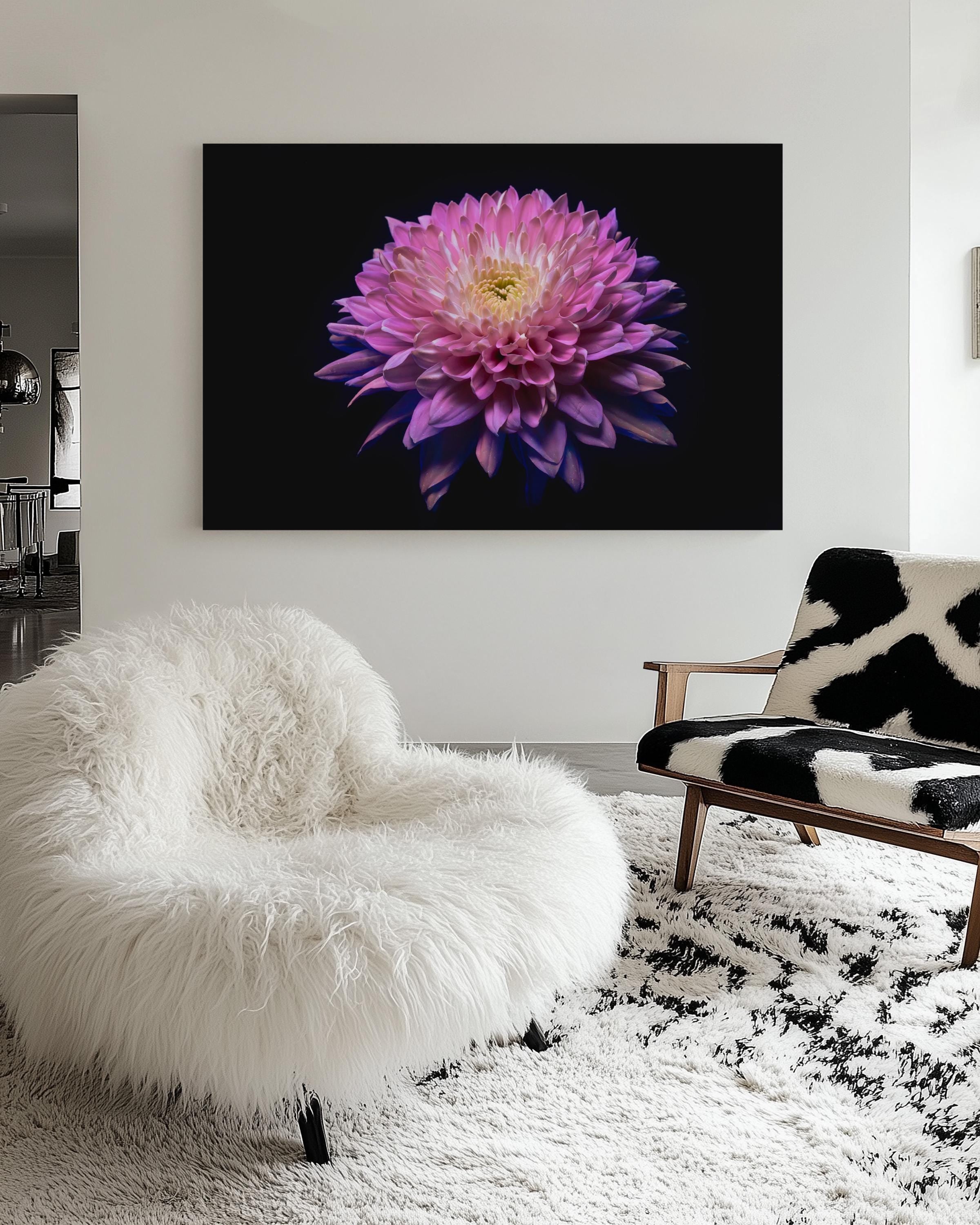 Pink Chrysanthemum Glow