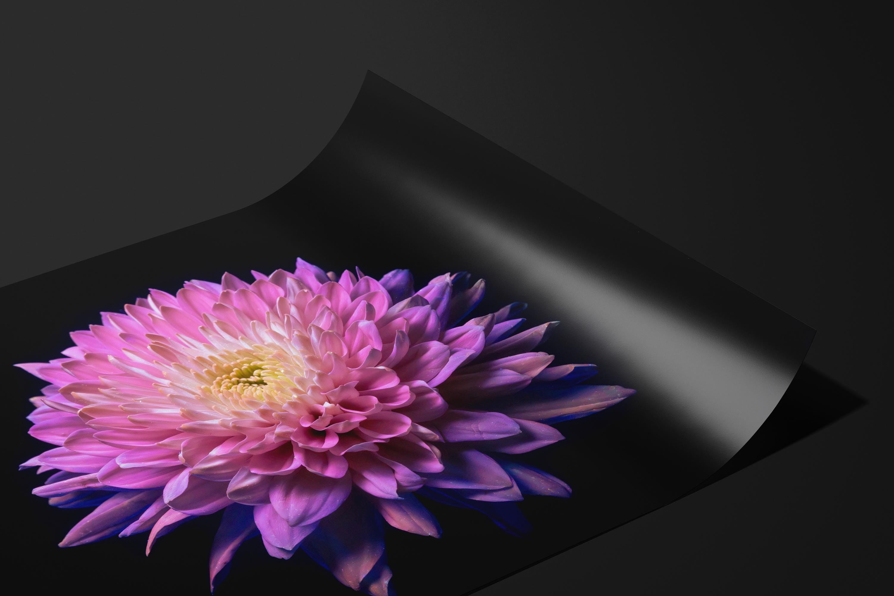 Pink Chrysanthemum Glow
