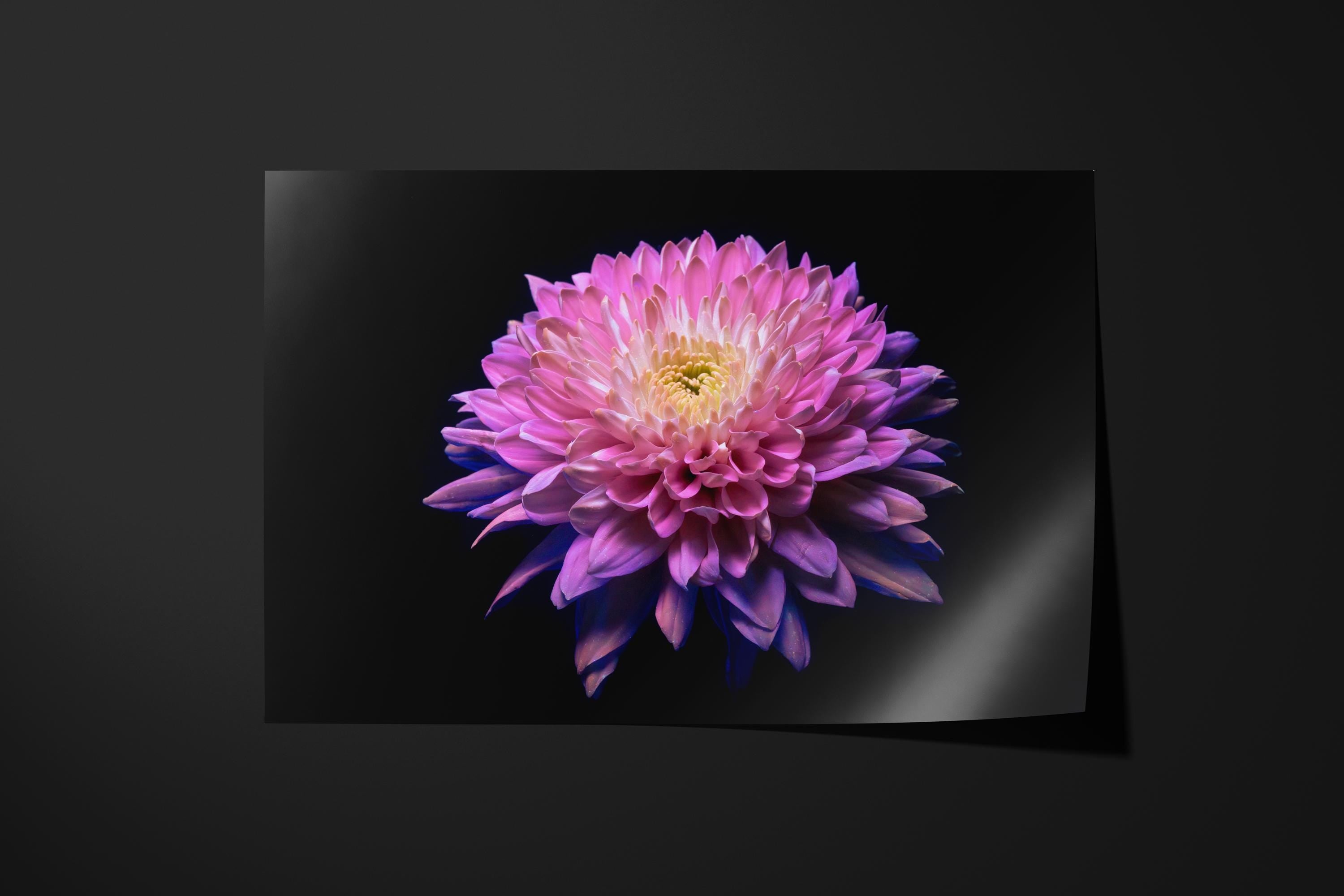 Pink Chrysanthemum Glow