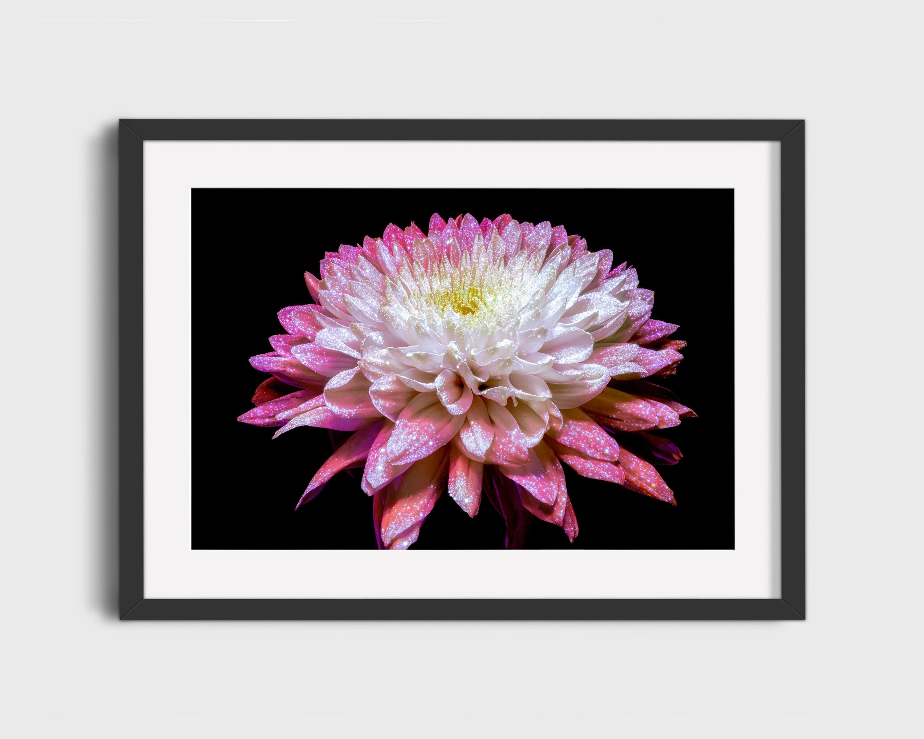 Glowing Pink Dahlia