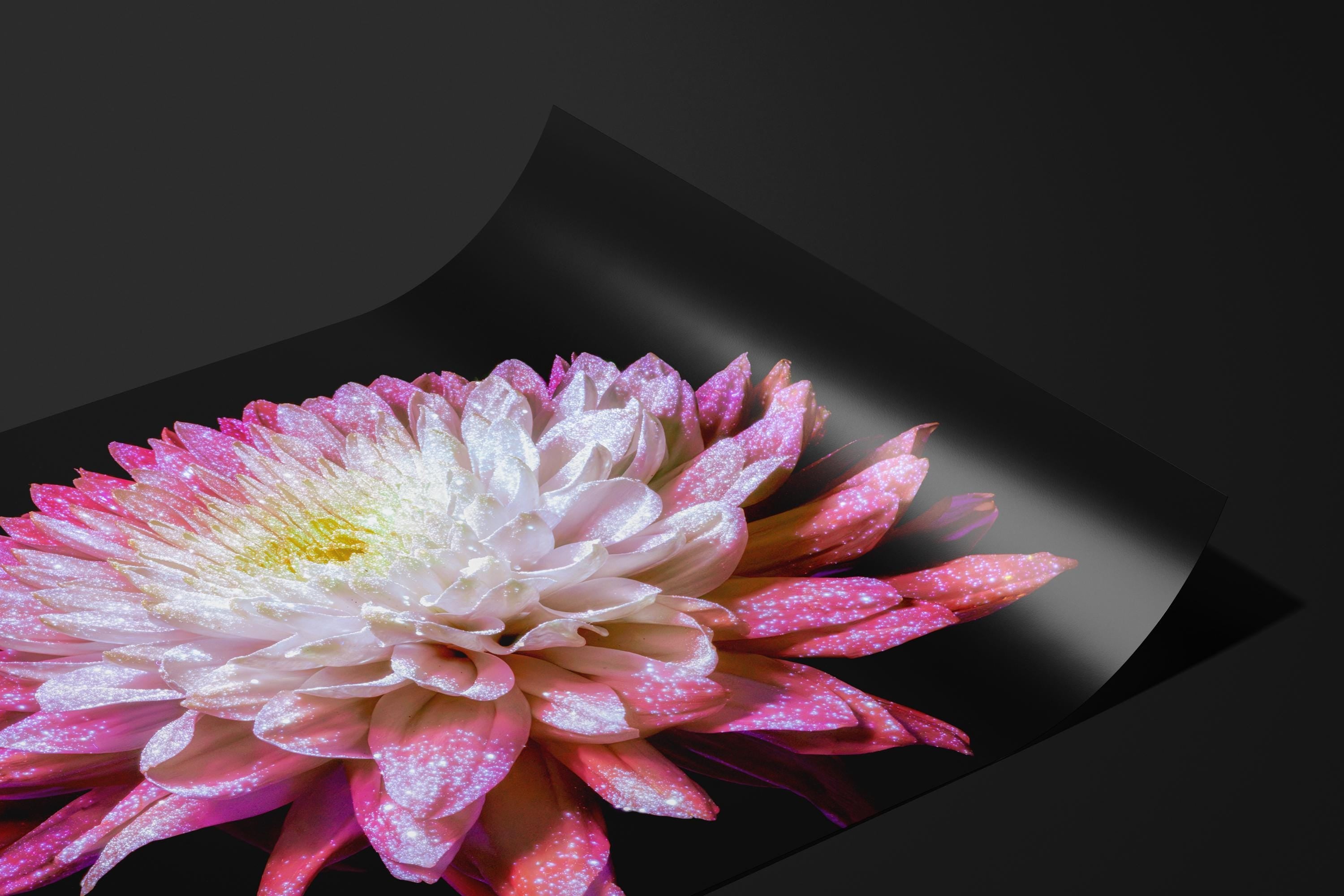 Glowing Pink Dahlia