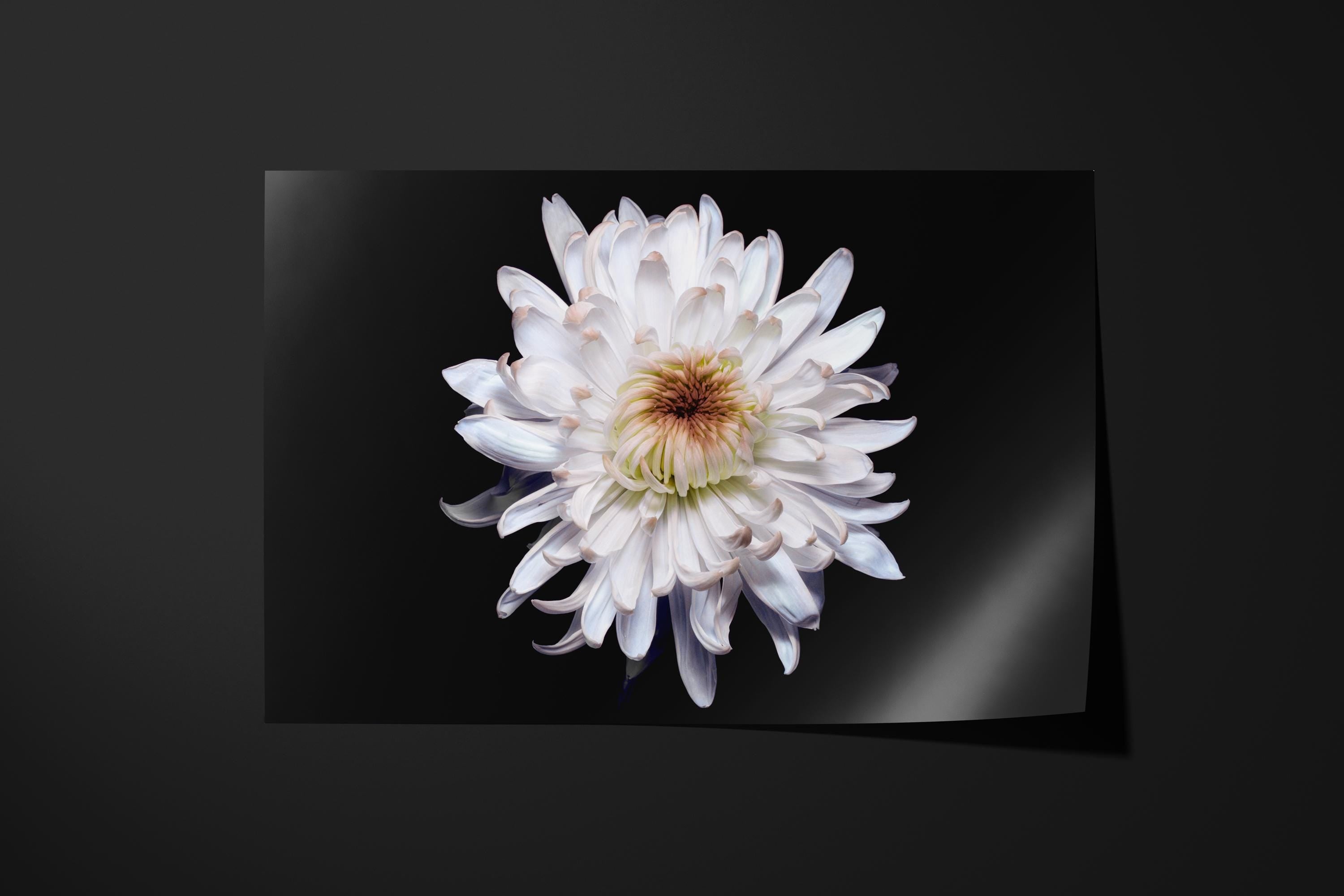 White Chrysanthemum