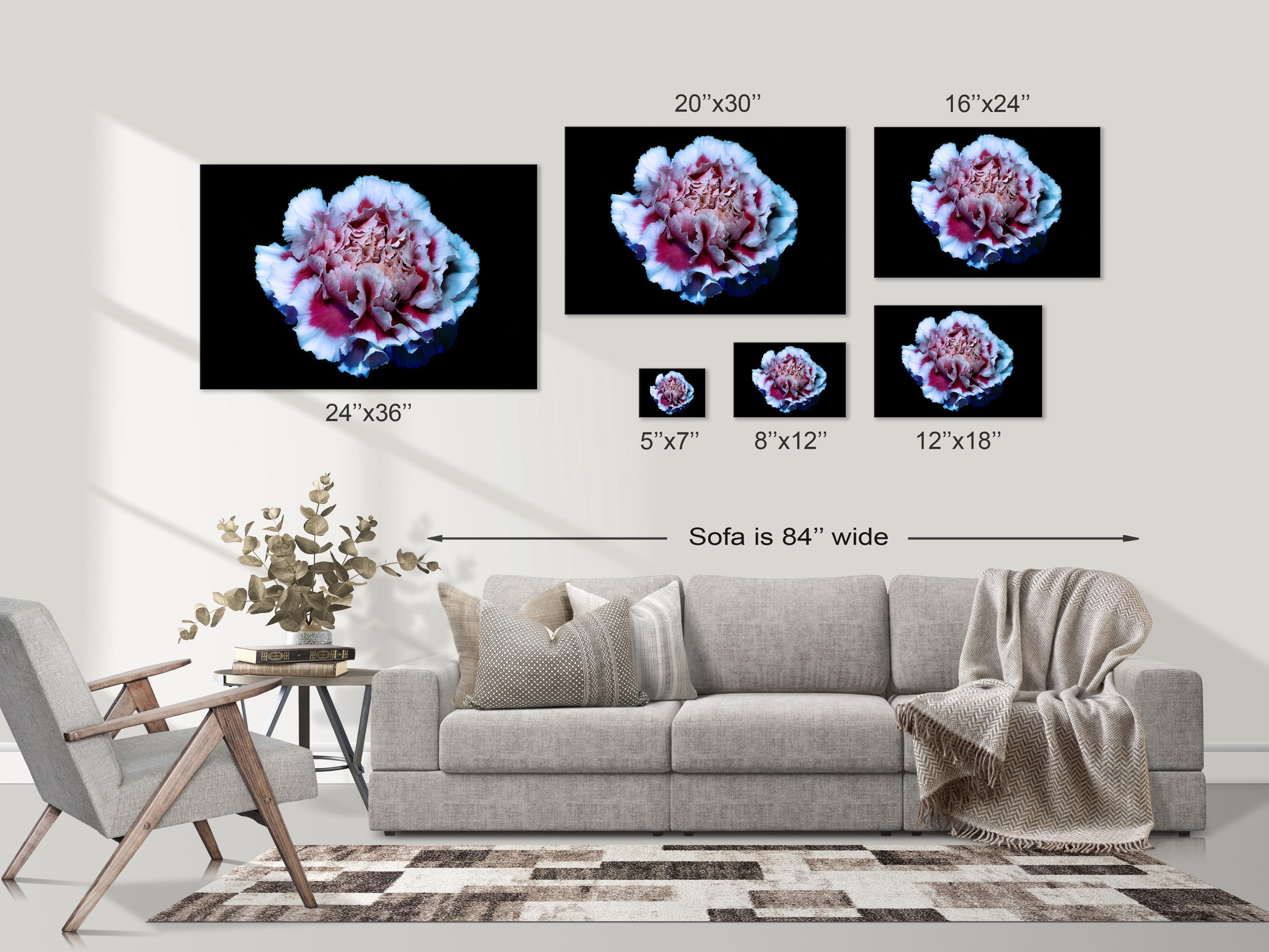 UV Pink and White Carnation