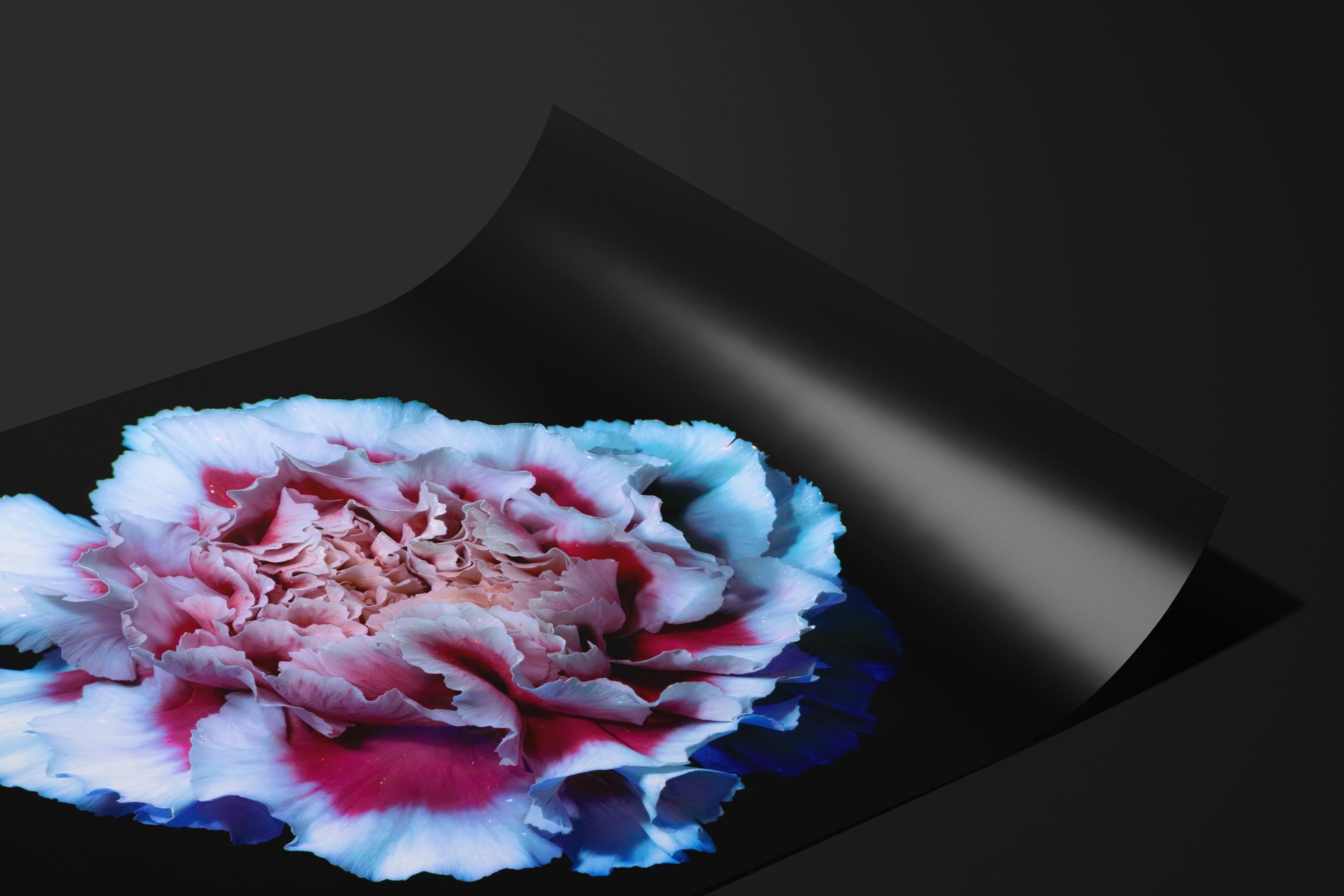 UV Pink and White Carnation