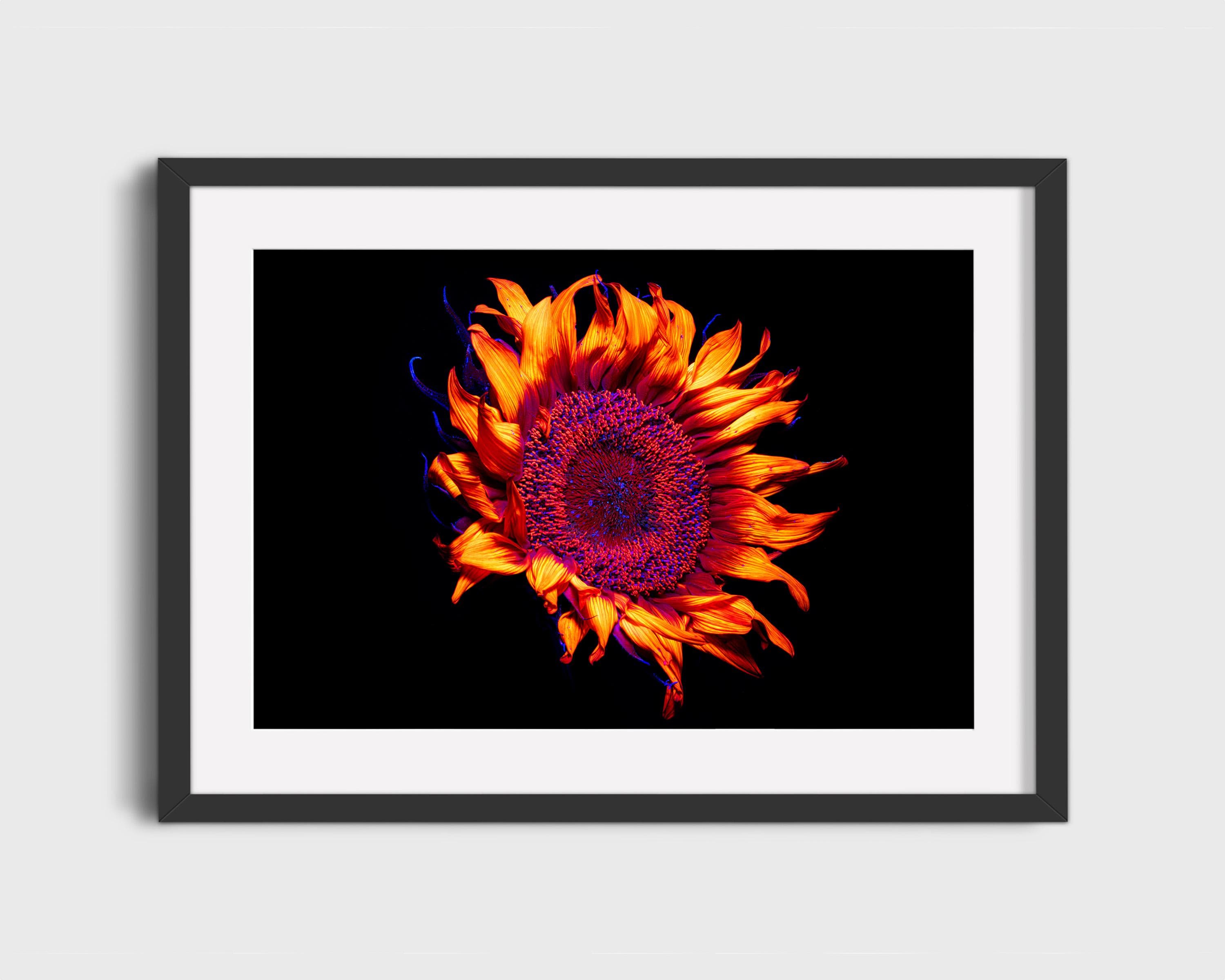 UV Sunflower