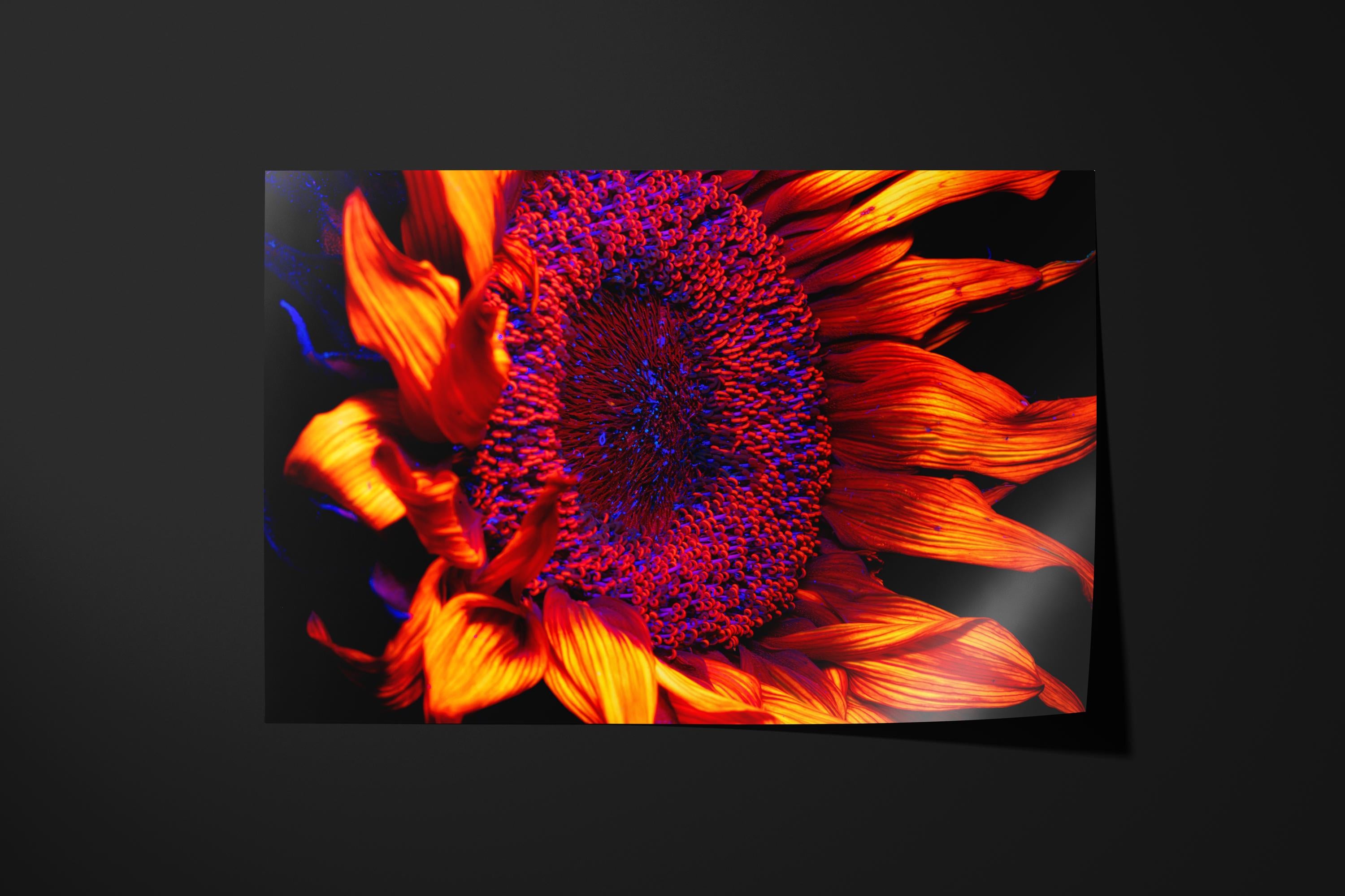 UV Sunflower Close