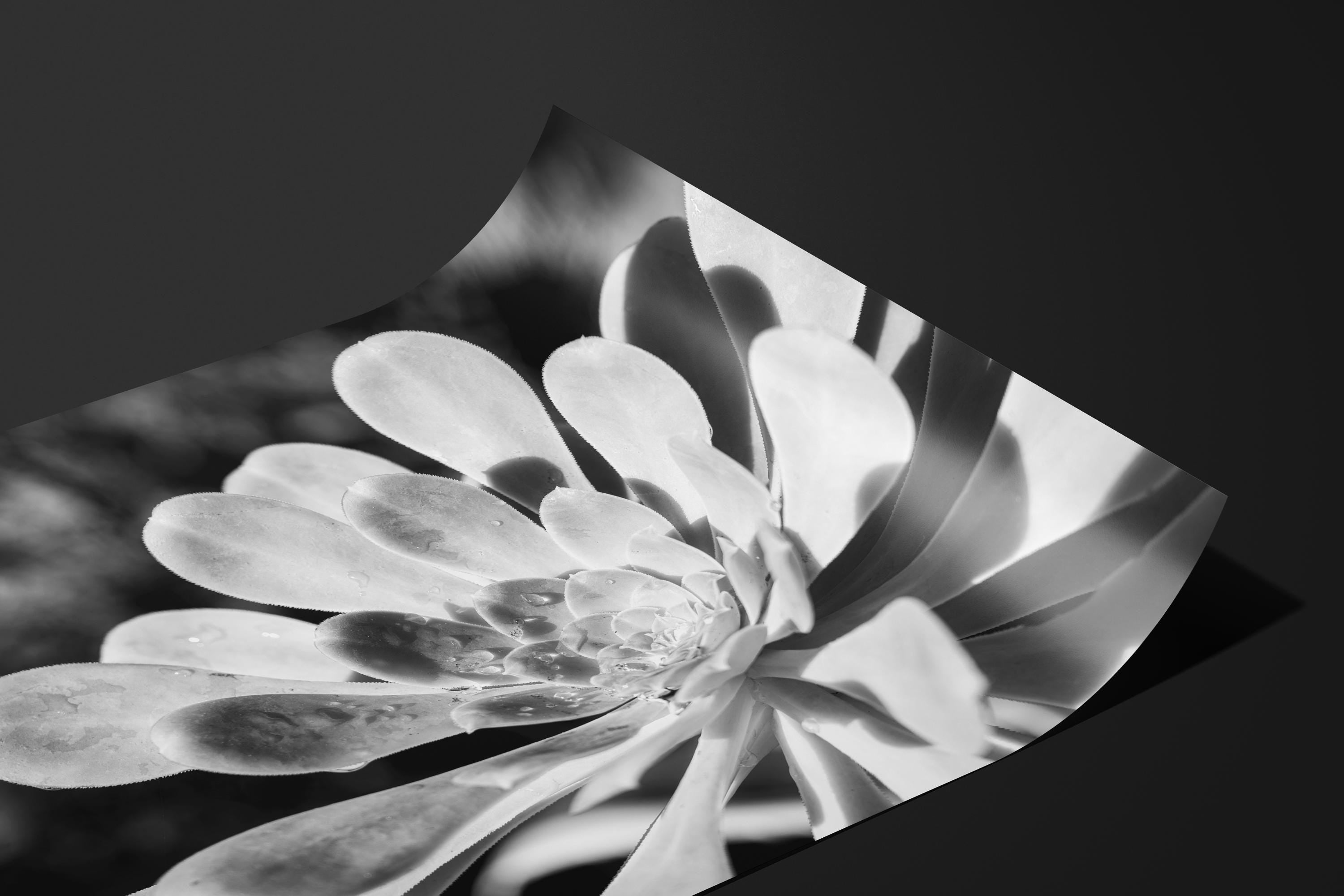 Botanical Flower
