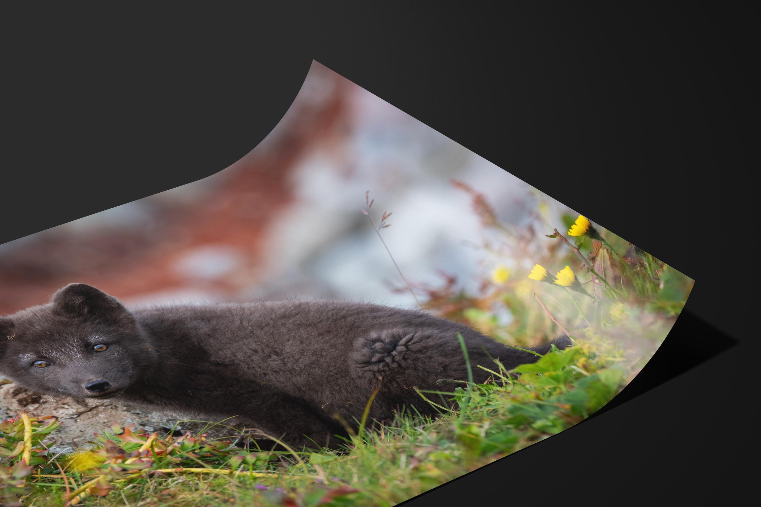 Arctic Fox Pup