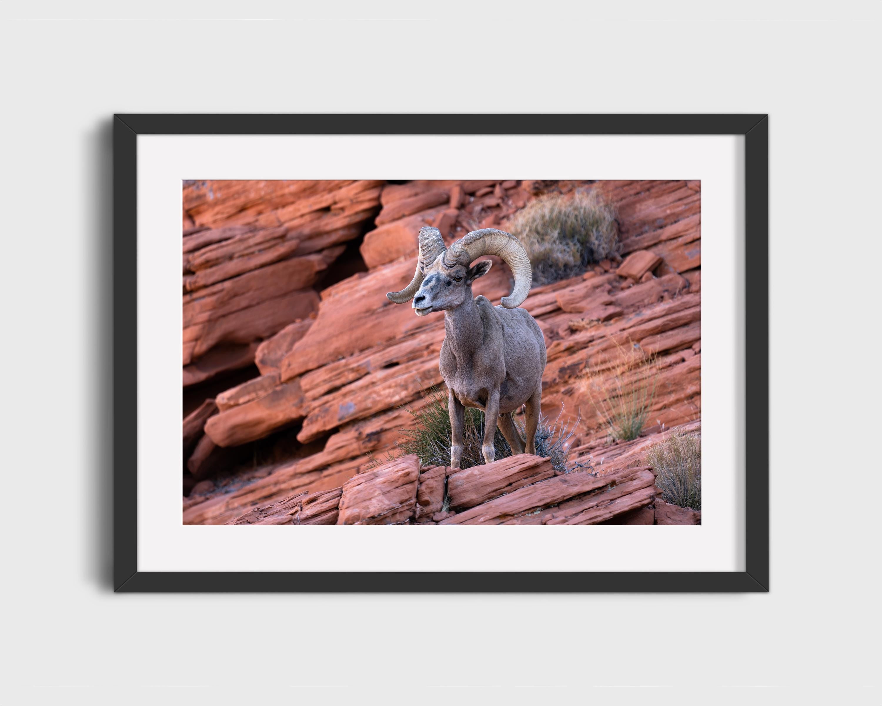 Bighorn Sheep