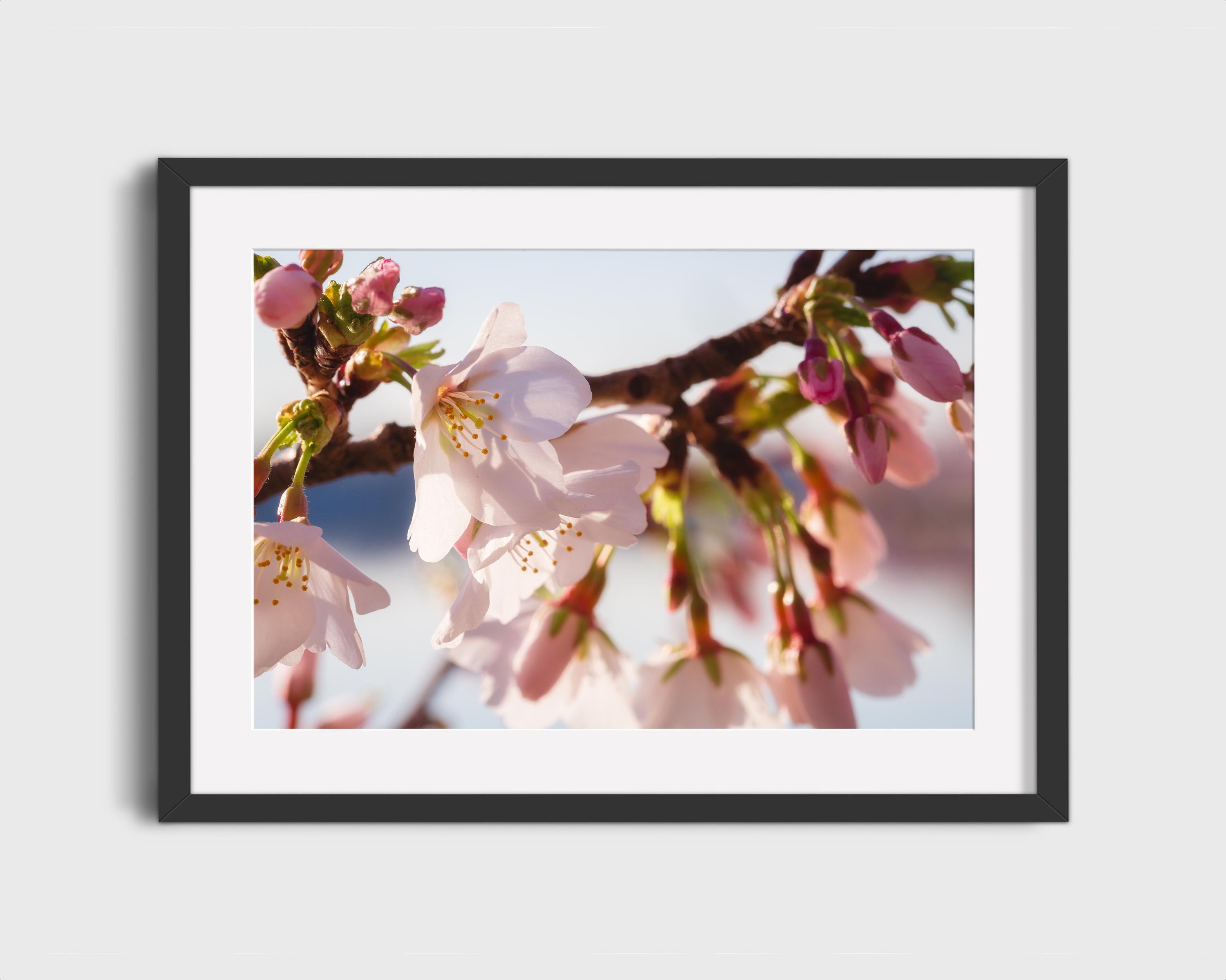 Cherry Blossom Soft Pink