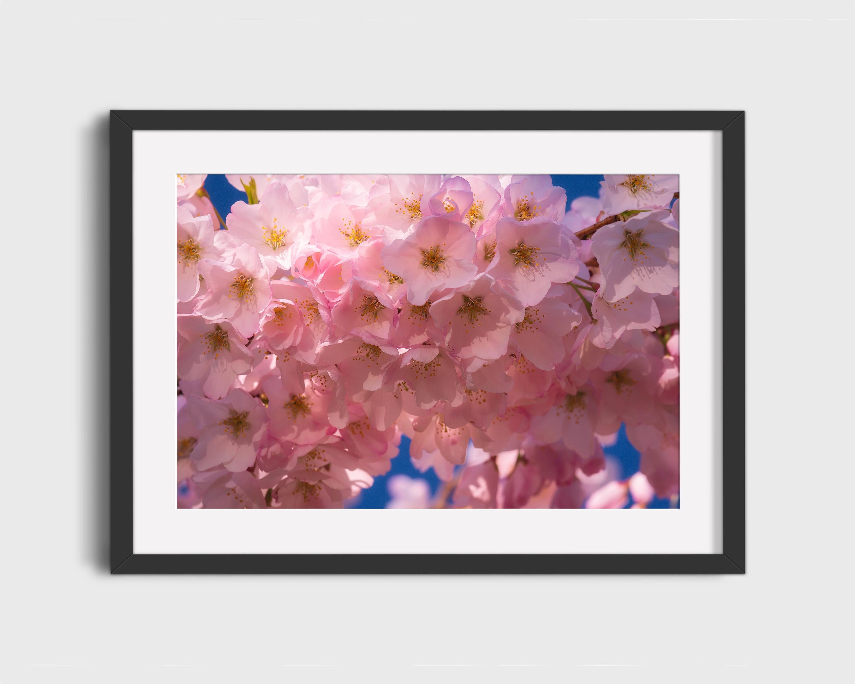 Cherry Blossom Pink