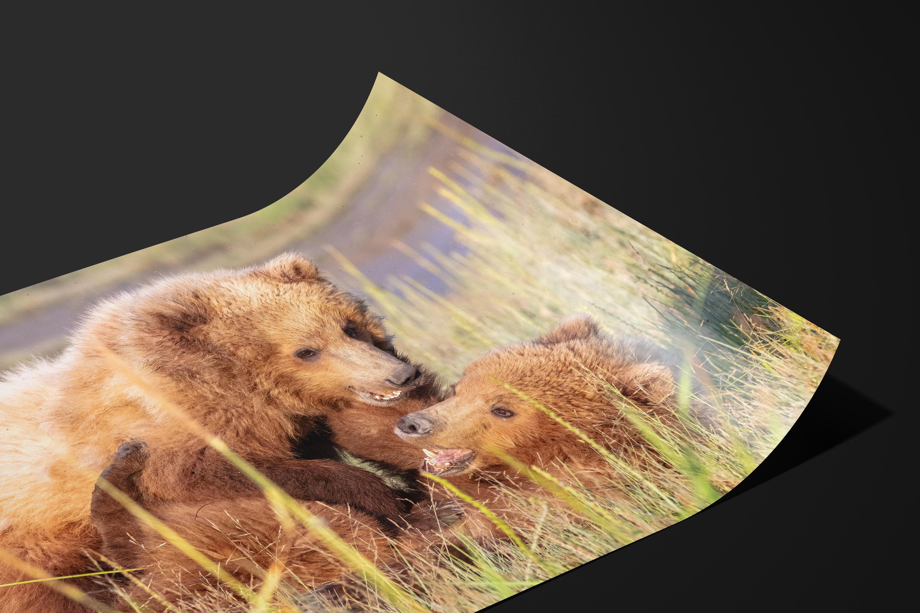Playful Bear Cubs