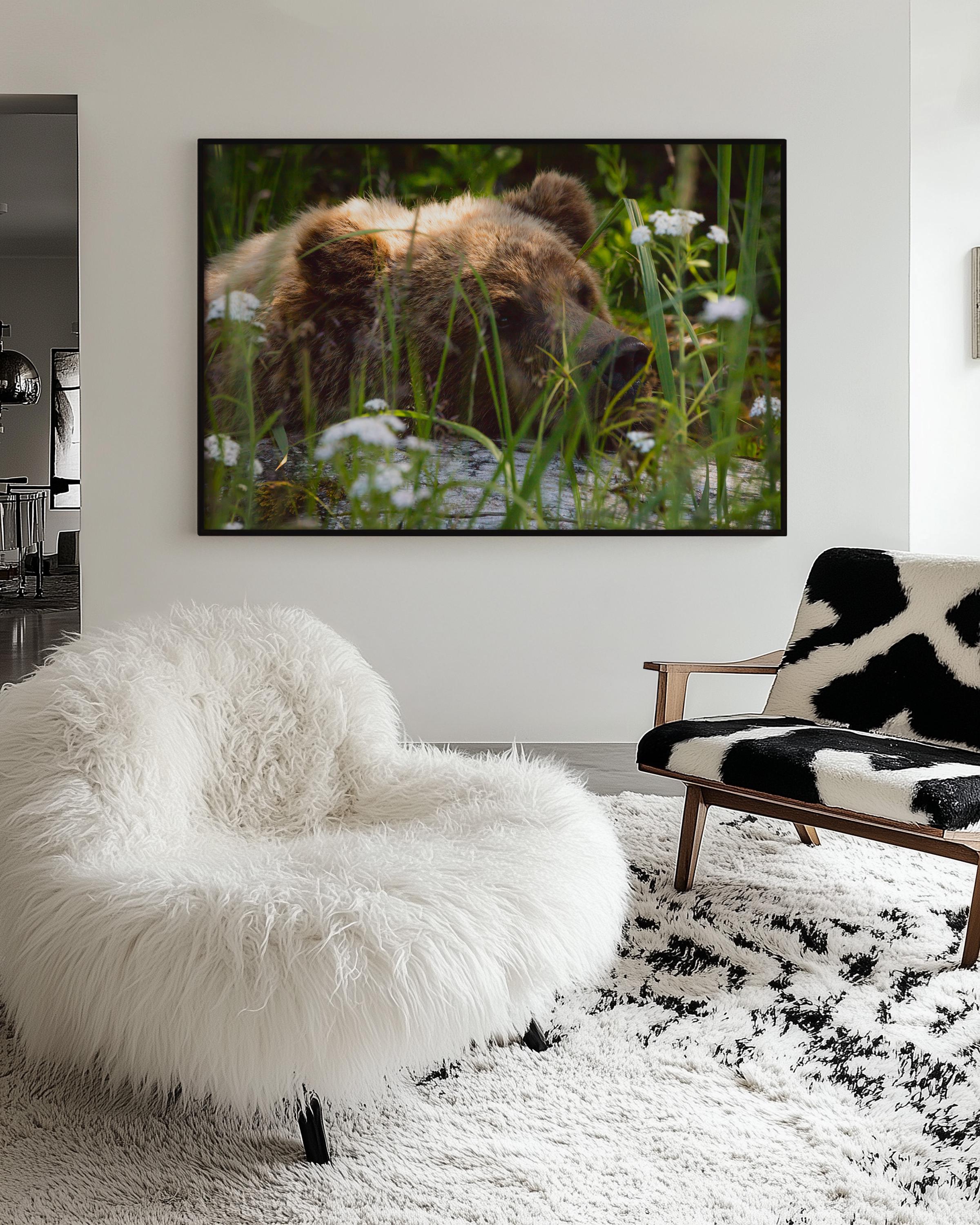 Resting Grizzly Bear